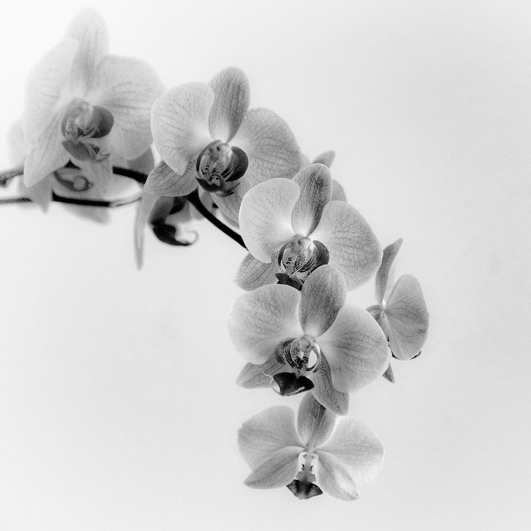 Pentax smc DA* 50-135mm F2.8 ED (IF) SDM sample photo. Phalenopsis photography
