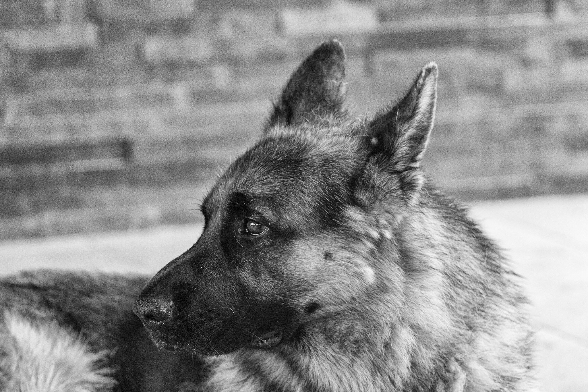 Canon EOS 100D (EOS Rebel SL1 / EOS Kiss X7) + Canon EF 70-200mm F4L USM sample photo. German shepherd dog photography