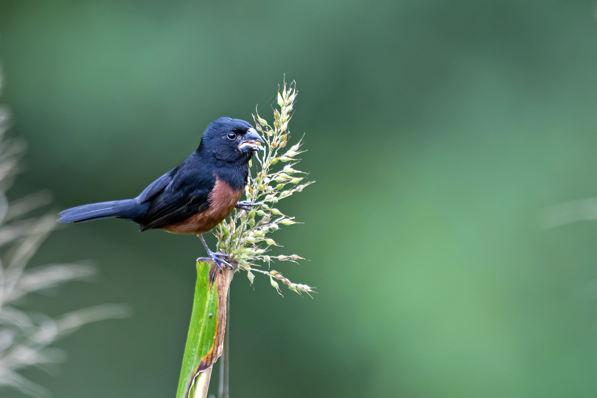 Nikon AF-S Nikkor 800mm F5.6E FL ED VR sample photo. Chestnut-bellied seed-finch photography