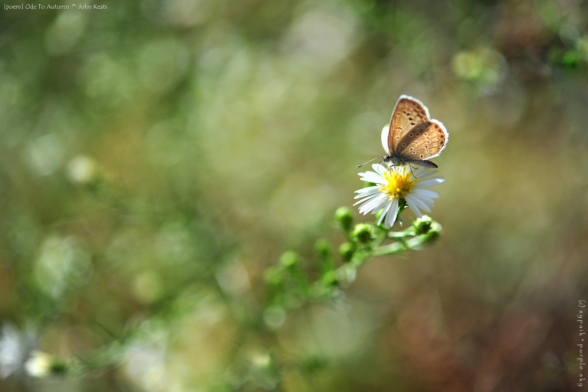 Nikon AF-S Micro-Nikkor 60mm F2.8G ED sample photo. Ode to autumn photography