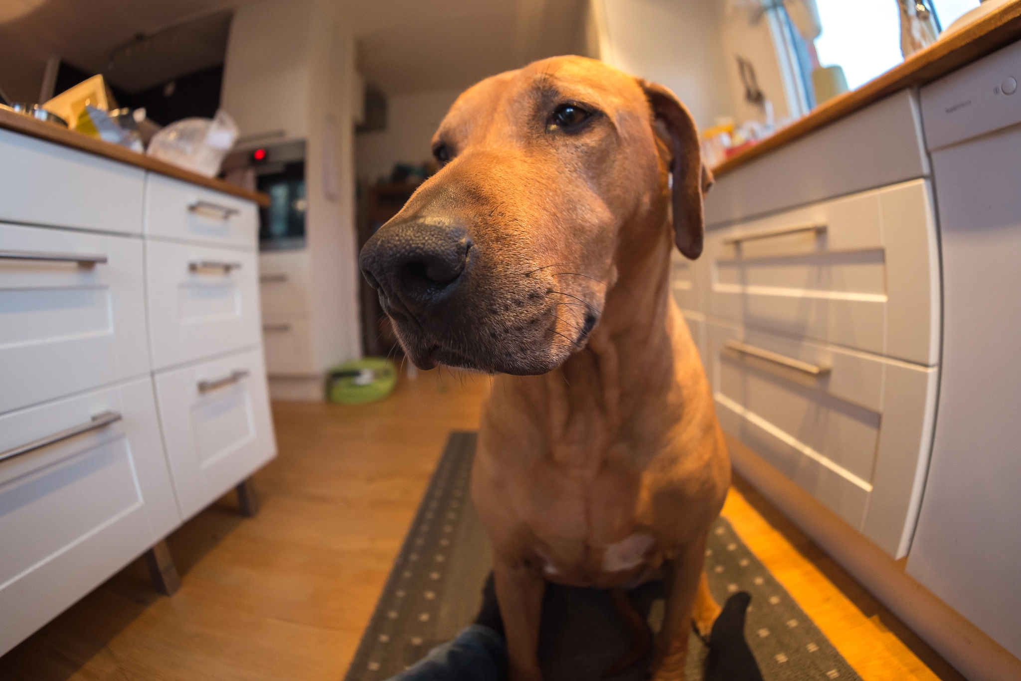 Samyang 12mm F2.8 ED AS NCS Fisheye sample photo. Ok now i'm gonna bite you.... photography