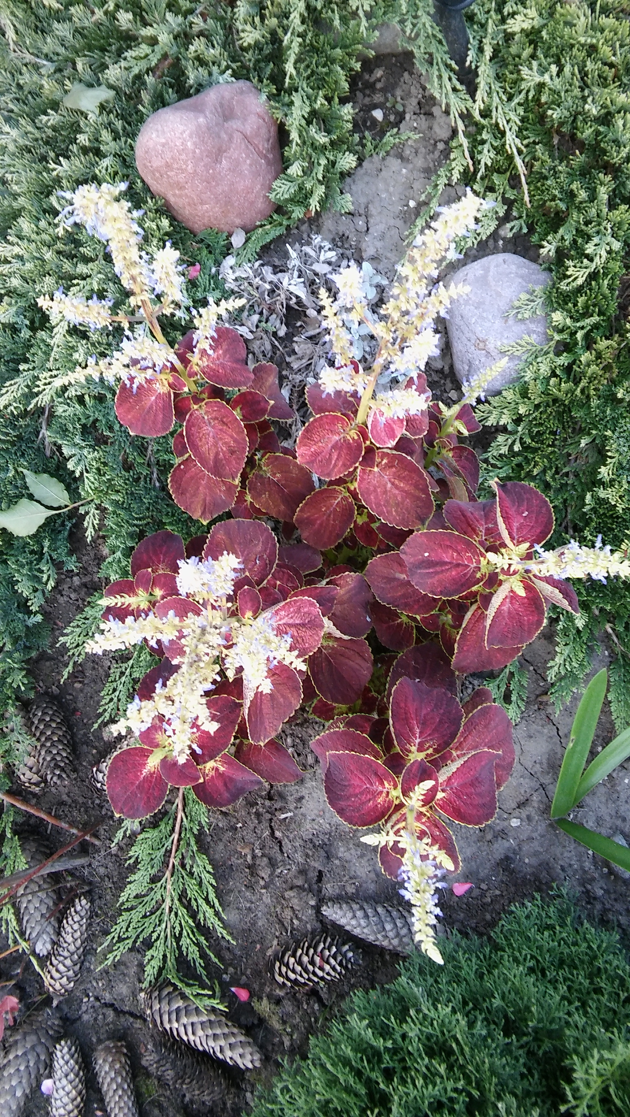 LG SPIRIT 4G LTE sample photo. Flowers photography