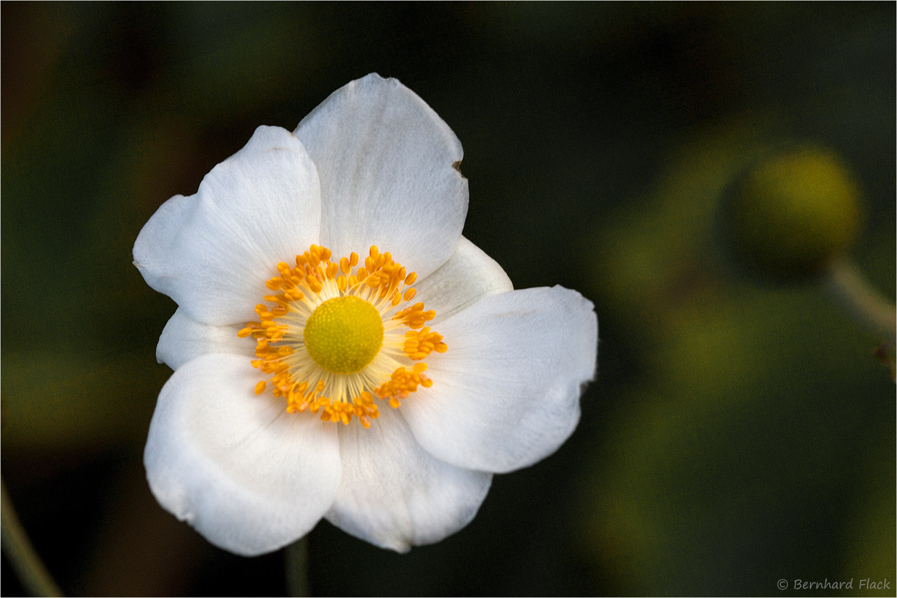 Canon EF 100mm F2.8L Macro IS USM sample photo. Herbst_anemone photography
