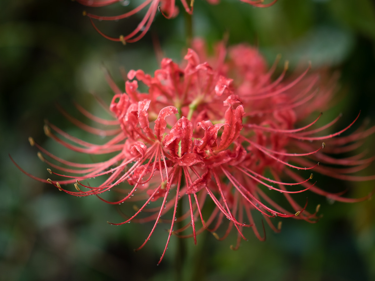 Panasonic Lumix DMC-GH4 sample photo. Red spider lily photography