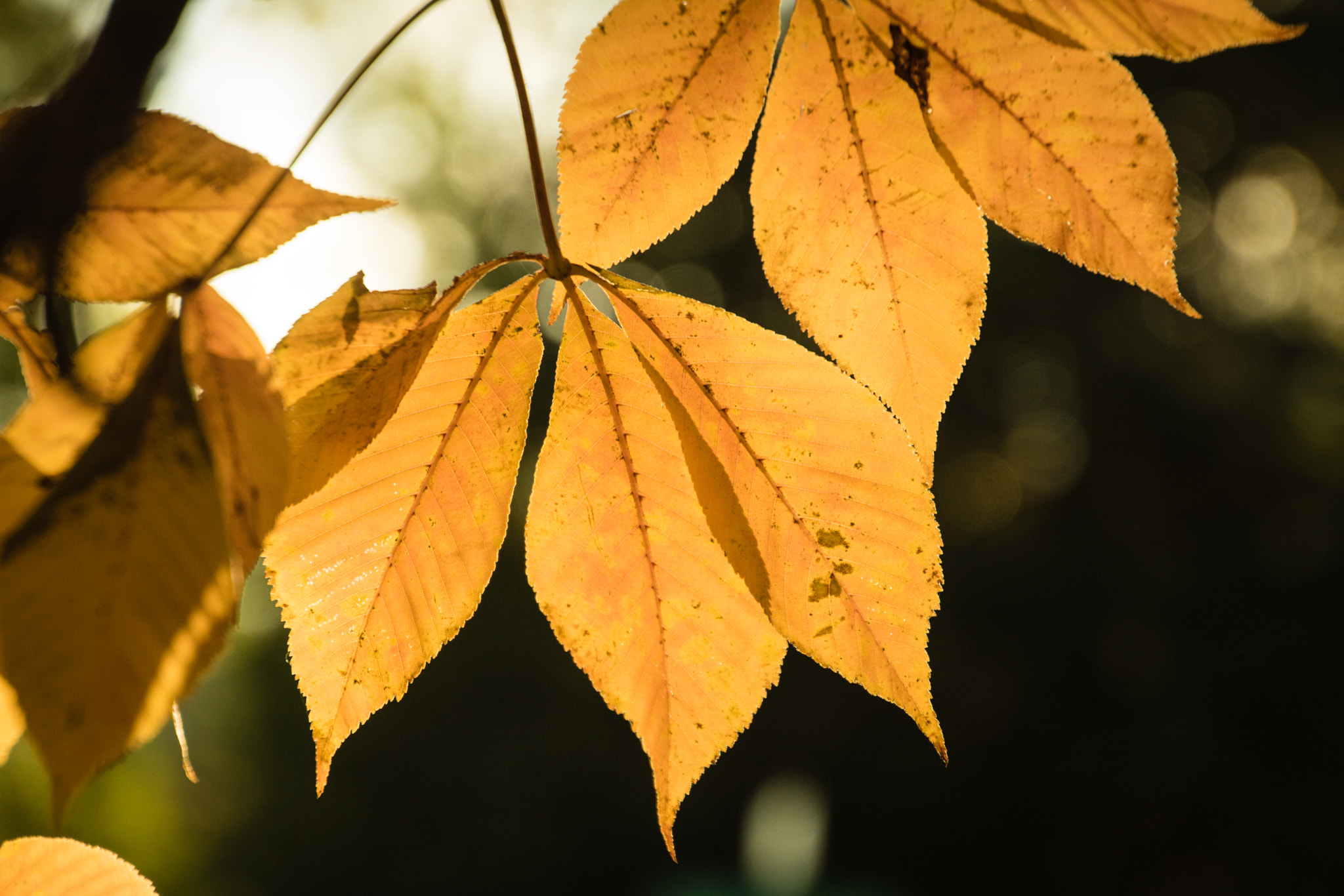 Canon EOS 760D (EOS Rebel T6s / EOS 8000D) sample photo. Backlit yellow tree leaves photography