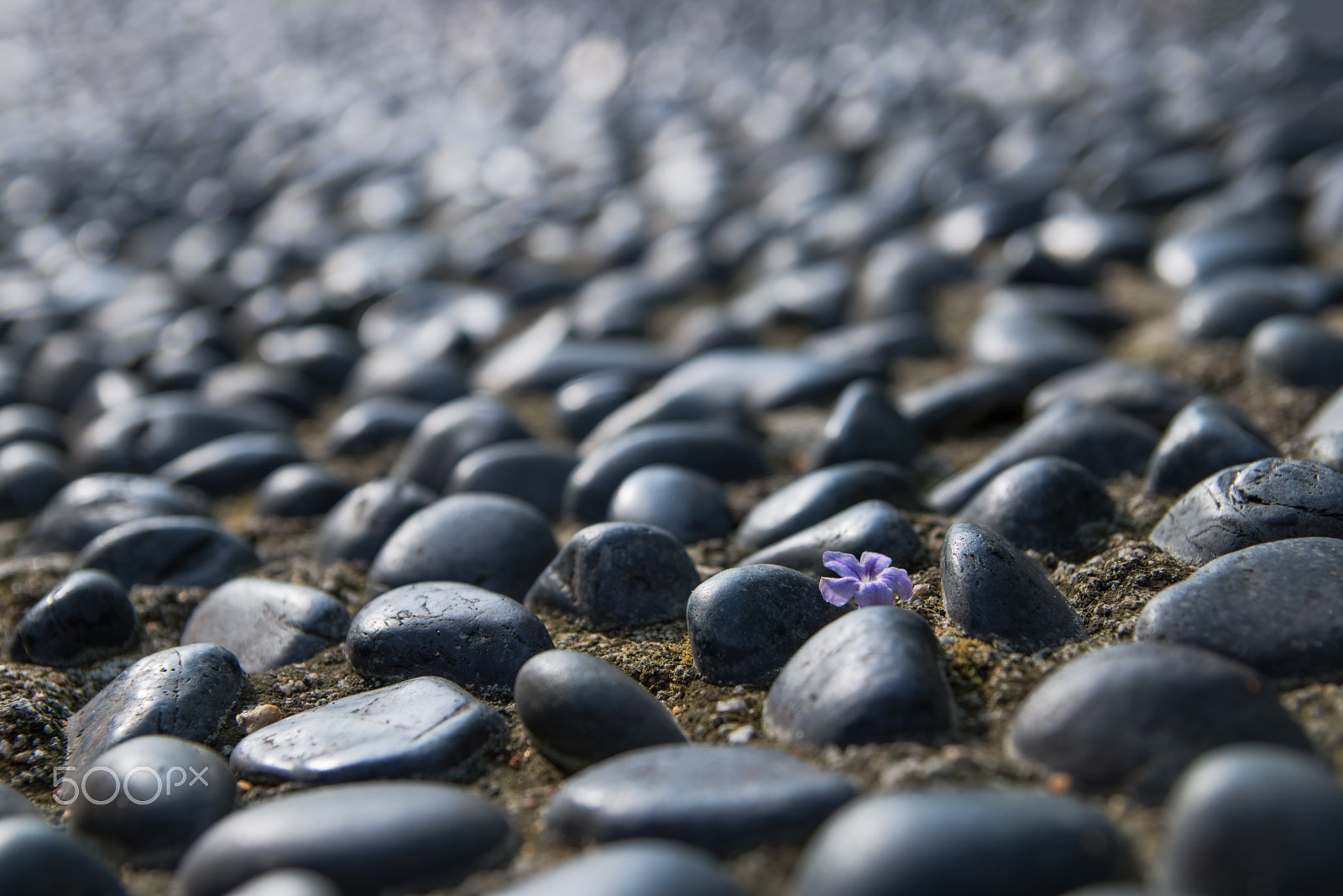 Tamron SP AF 17-50mm F2.8 XR Di II LD Aspherical (IF) sample photo. Among pebbles photography