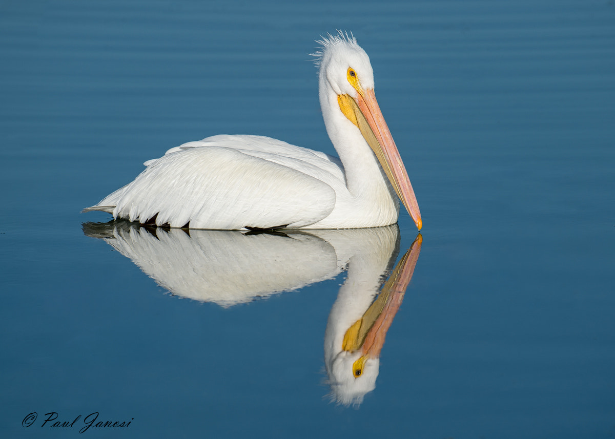 Nikon D4S sample photo. American white pelican photography