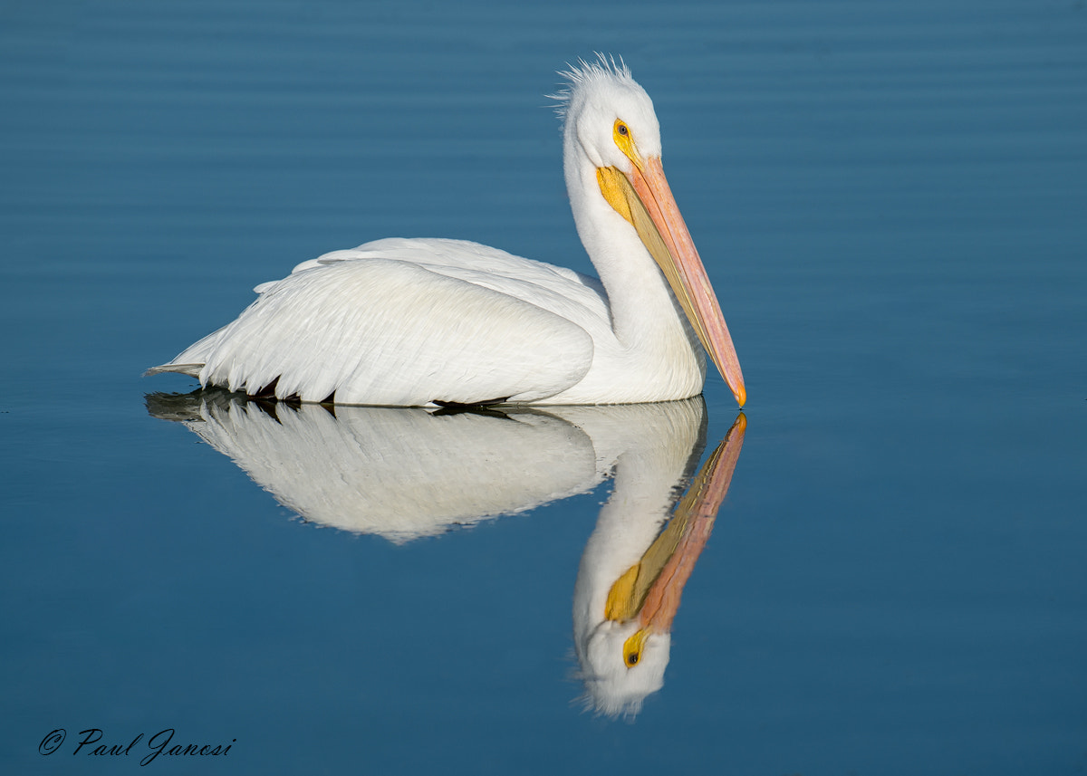 Nikon AF-S Nikkor 500mm F4D ED-IF II sample photo. American white pelican photography