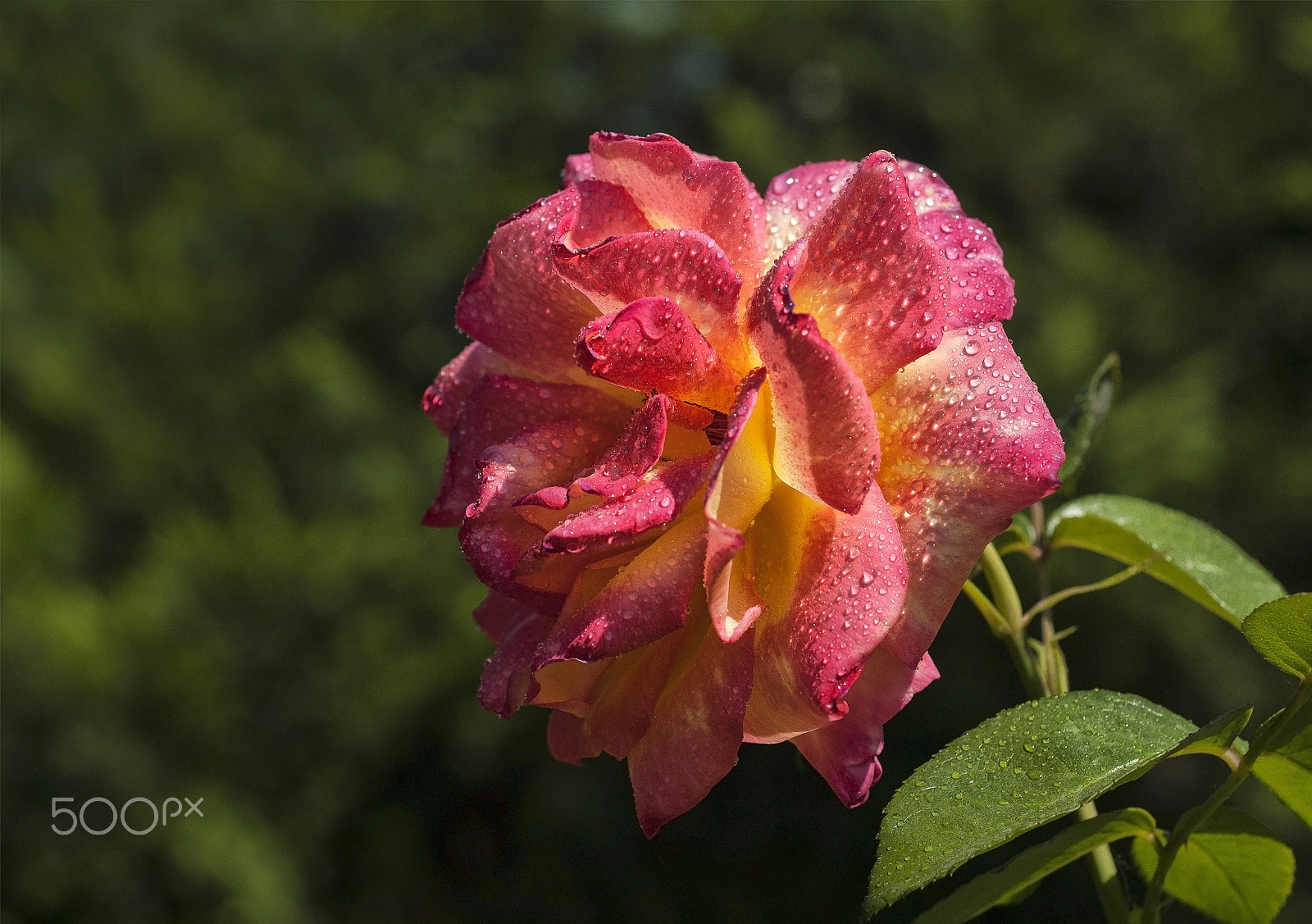 Nikon D200 sample photo. Yağmurdan sonra (after the rain)... photography