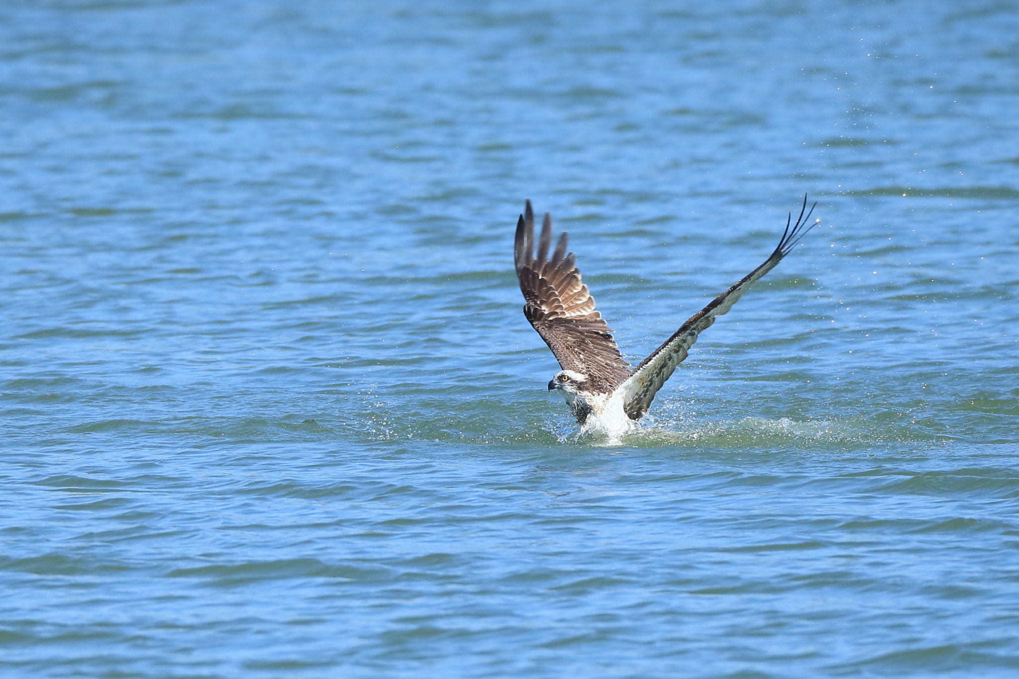 Canon EF 800mm F5.6L IS USM sample photo. ミサゴ 狩− photography