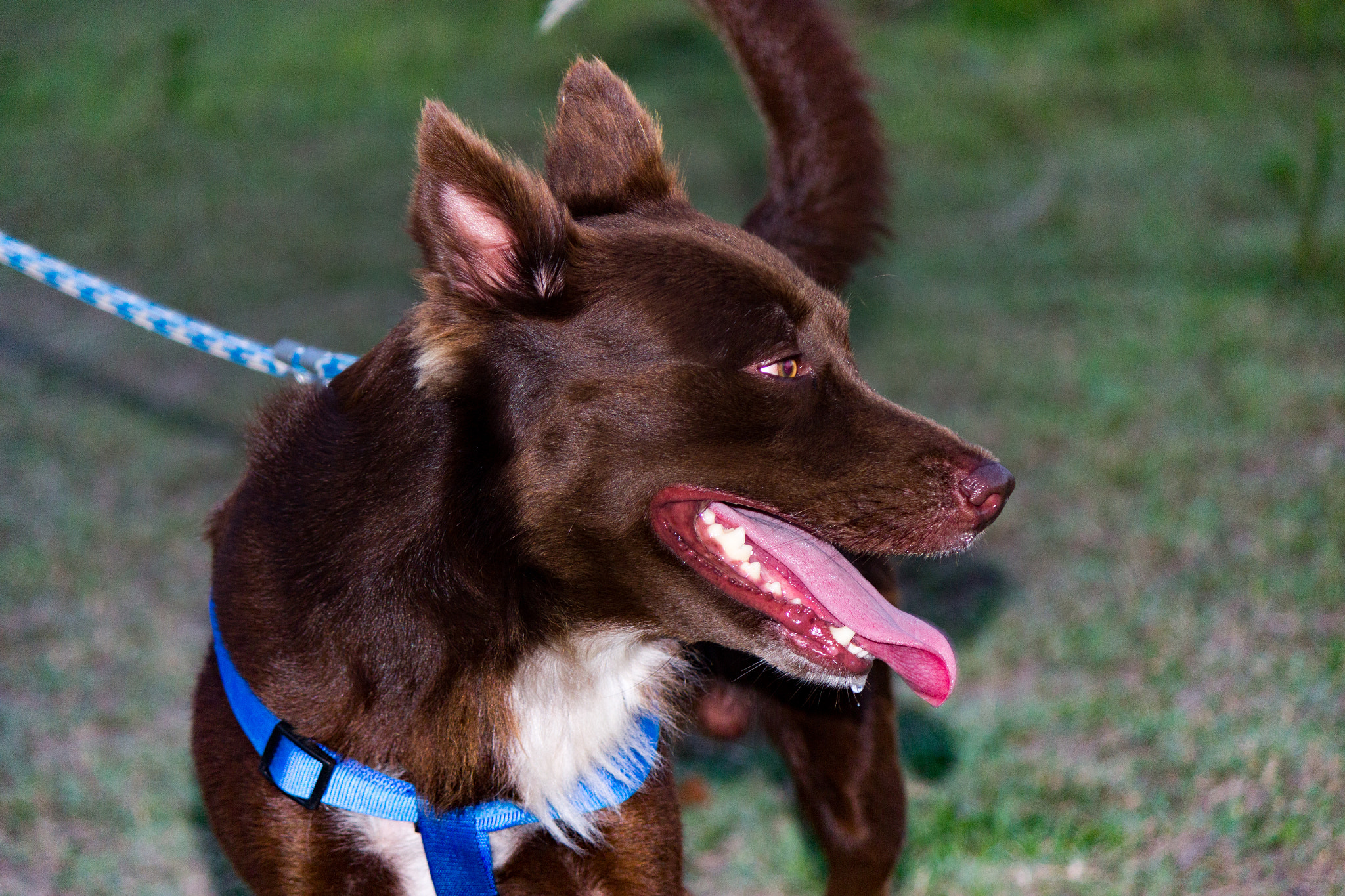 Canon EOS 600D (Rebel EOS T3i / EOS Kiss X5) sample photo. Mutt dog photography
