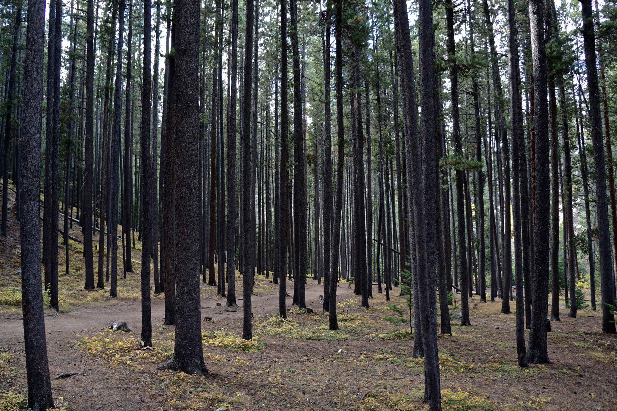Tamron 18-200mm F3.5-6.3 Di III VC sample photo. Ceran st. vrain photography