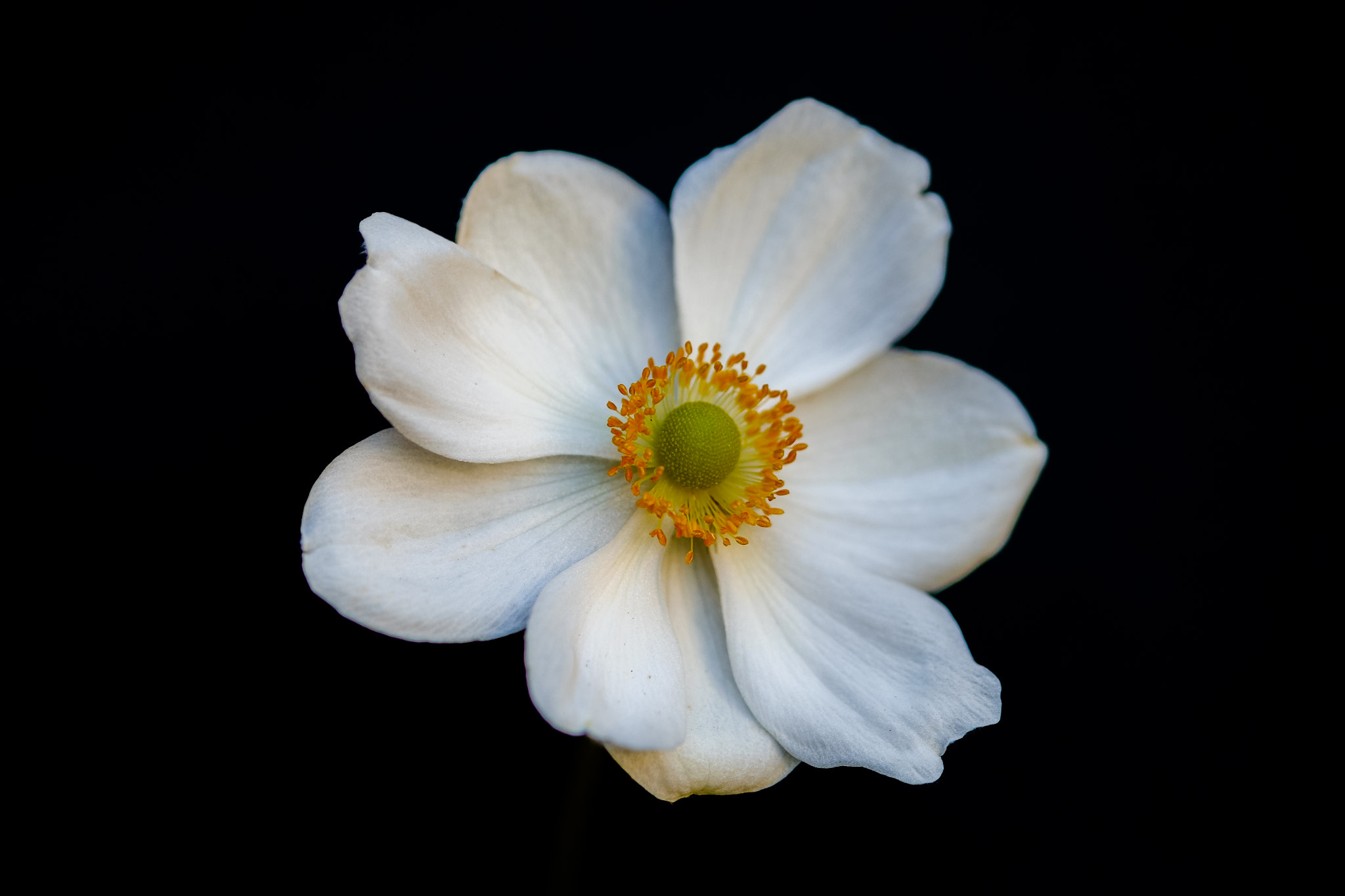 Fujifilm X-E1 + Fujifilm XF 60mm F2.4 R Macro sample photo. Flower with black background photography