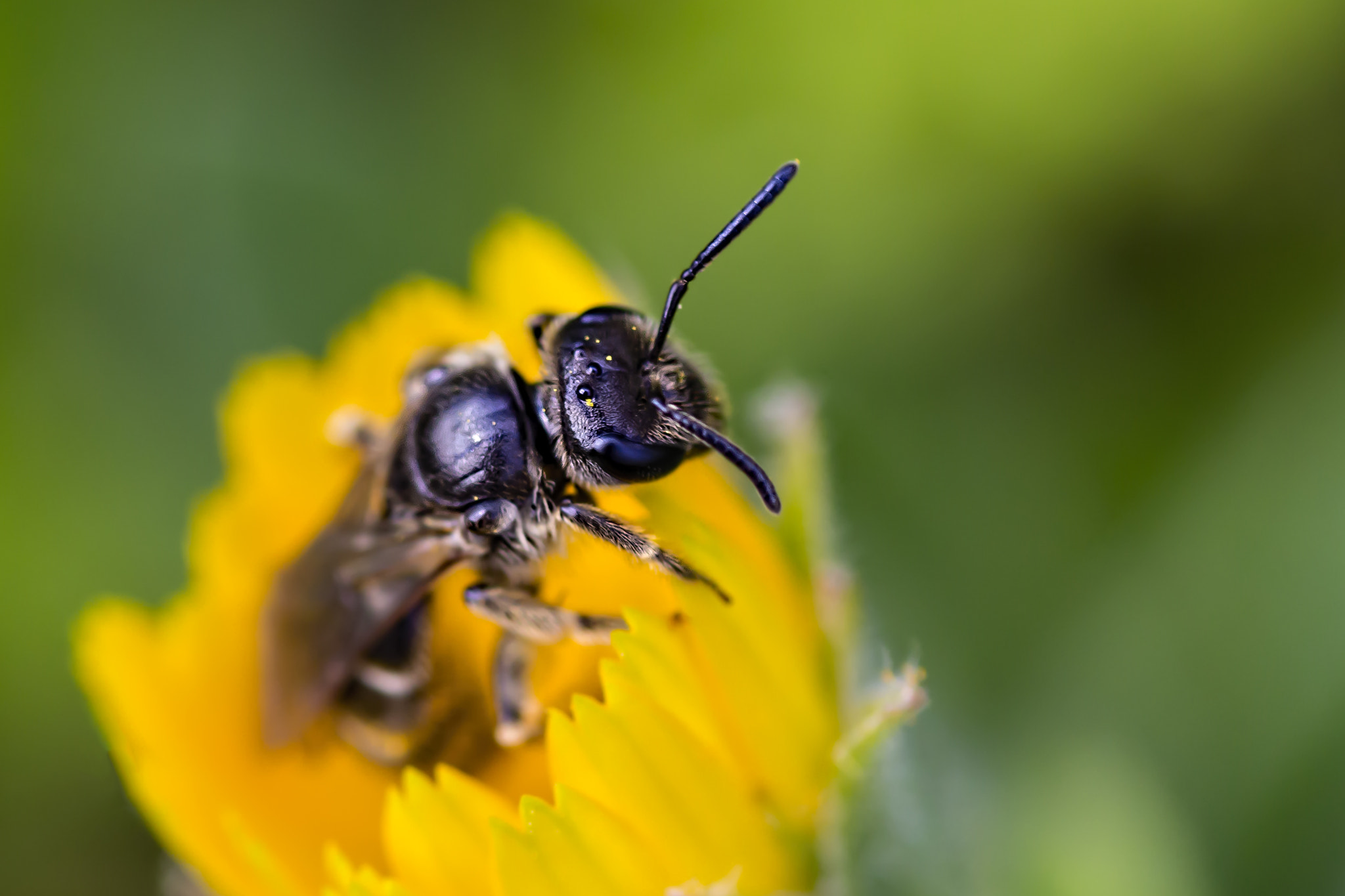 Canon EOS 700D (EOS Rebel T5i / EOS Kiss X7i) + Tamron SP AF 90mm F2.8 Di Macro sample photo. I want to live in a yellow house photography