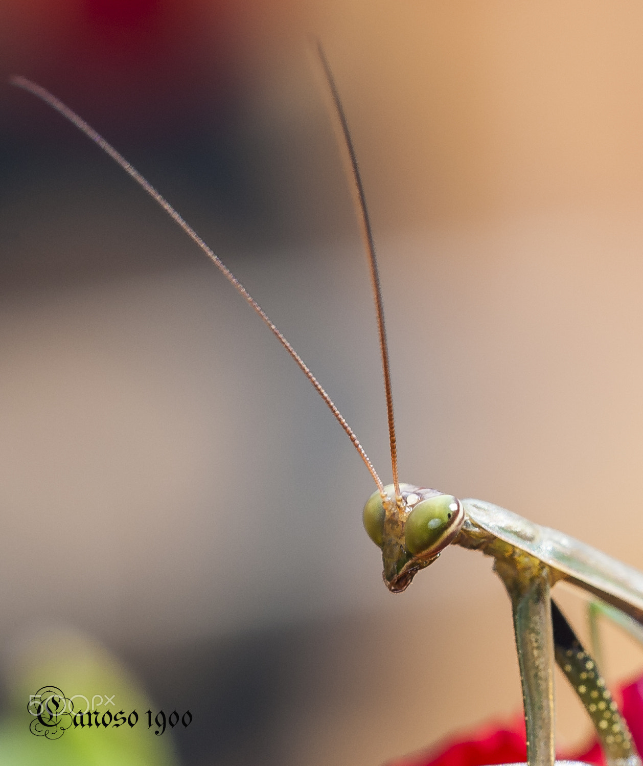 Sigma 150mm F2.8 EX DG OS Macro HSM sample photo. Ojos photography