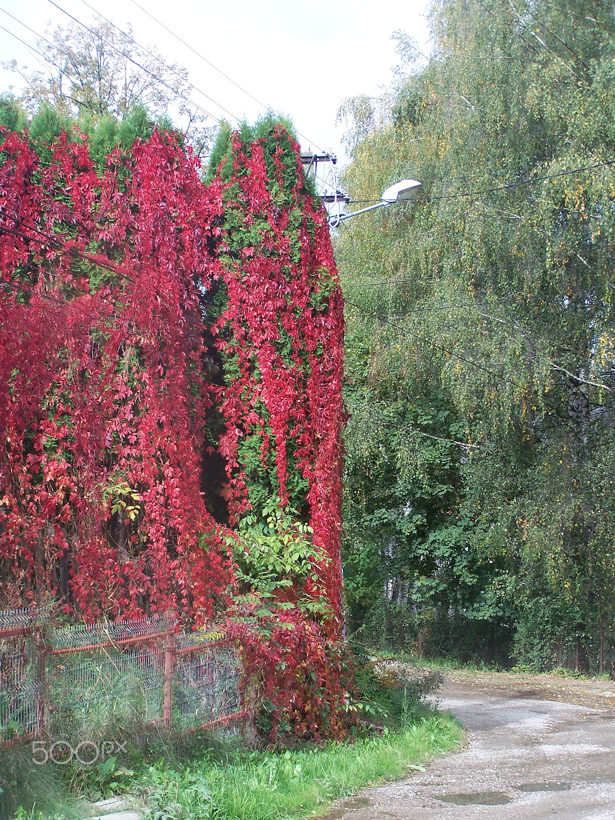 Kodak DX7590 ZOOM DIGITAL CAMERA sample photo. Autumn s textures photography