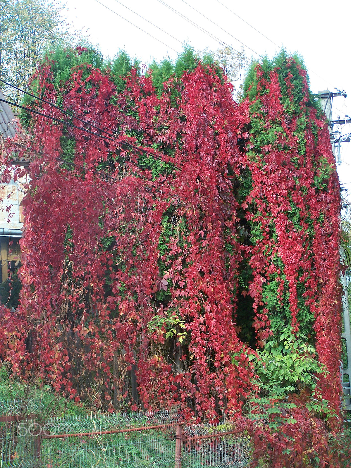 Kodak DX7590 ZOOM DIGITAL CAMERA sample photo. Autumn s textures photography