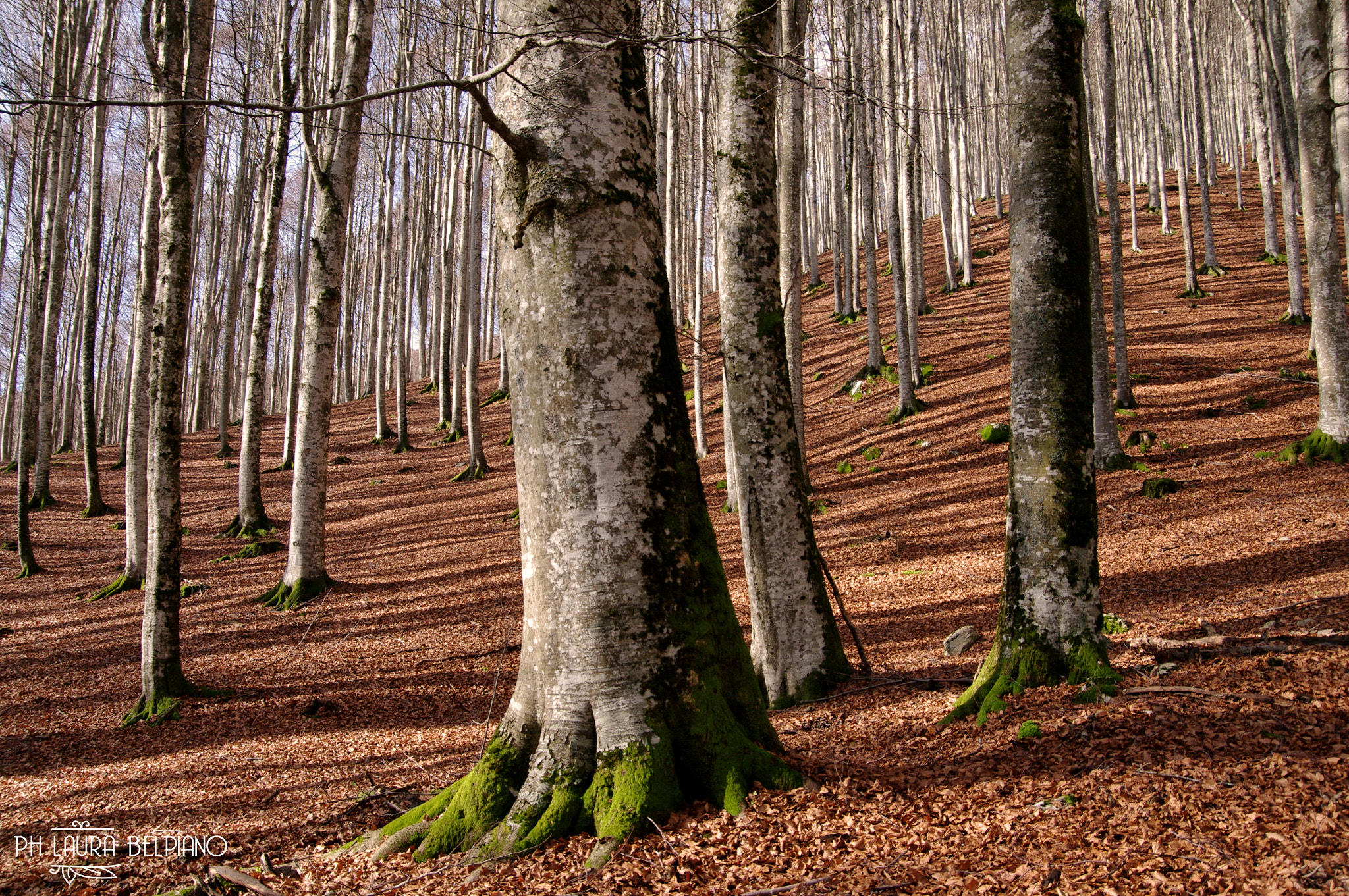 Pentax K-7 sample photo. Cansiglio forest photography