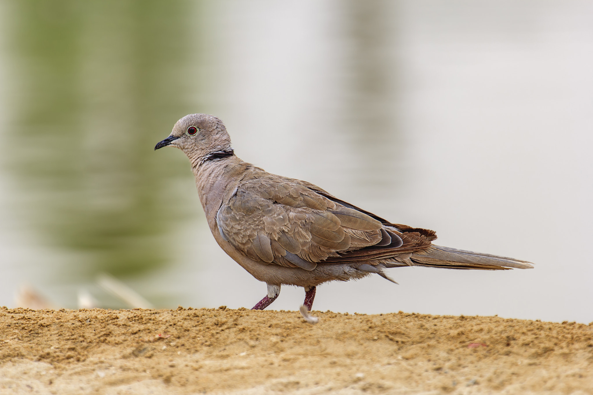 Canon EF 70-300mm F4-5.6L IS USM sample photo. Dream dove photography