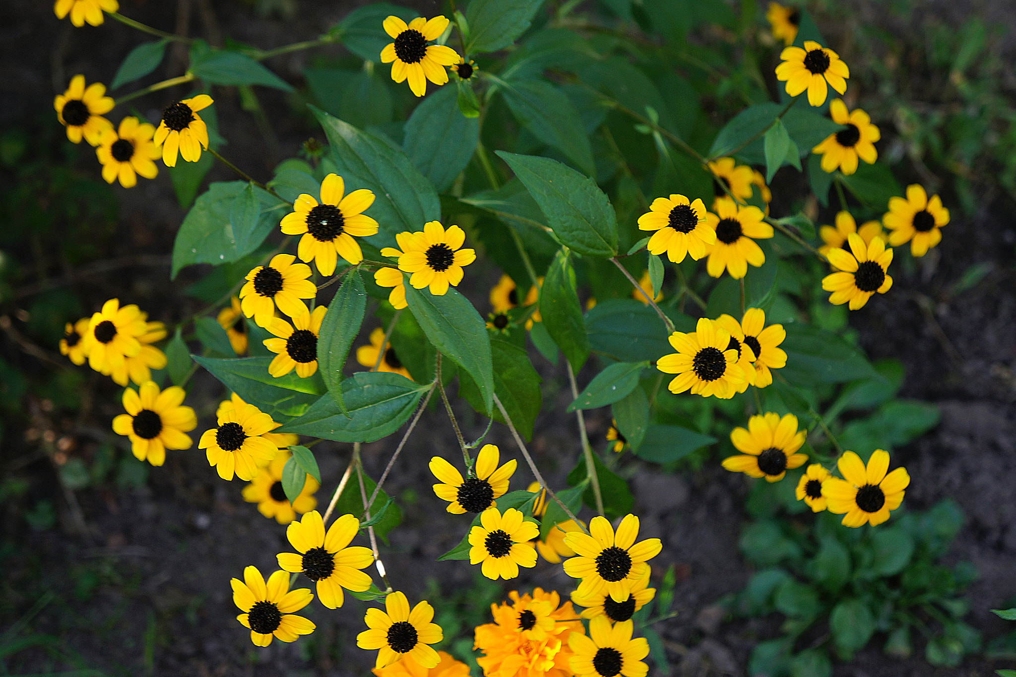 Sony FE 28-70mm F3.5-5.6 OSS sample photo. Wild flowers photography