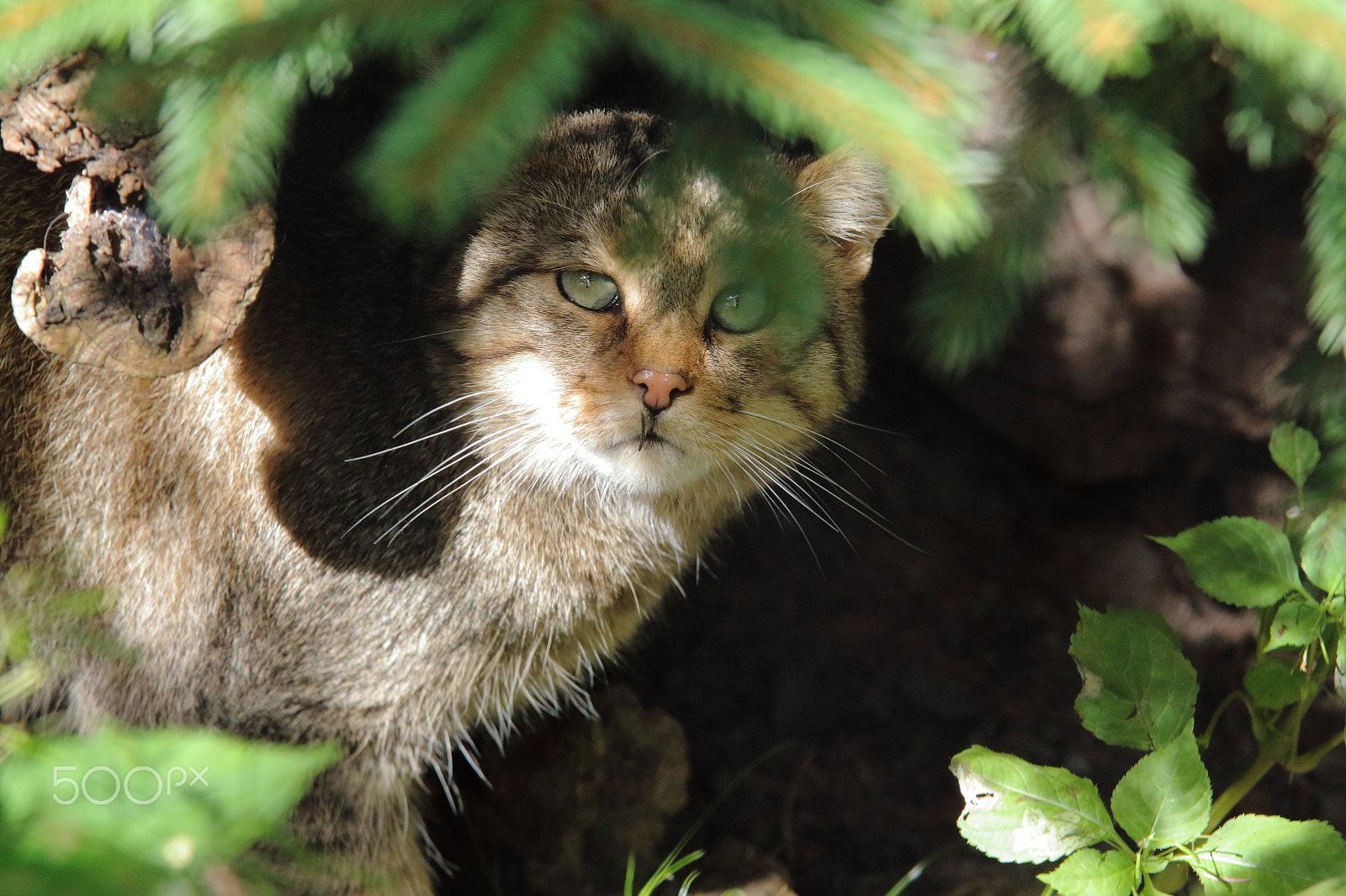 Sigma 70-200mm F2.8 EX DG OS HSM sample photo. Wildkatze photography
