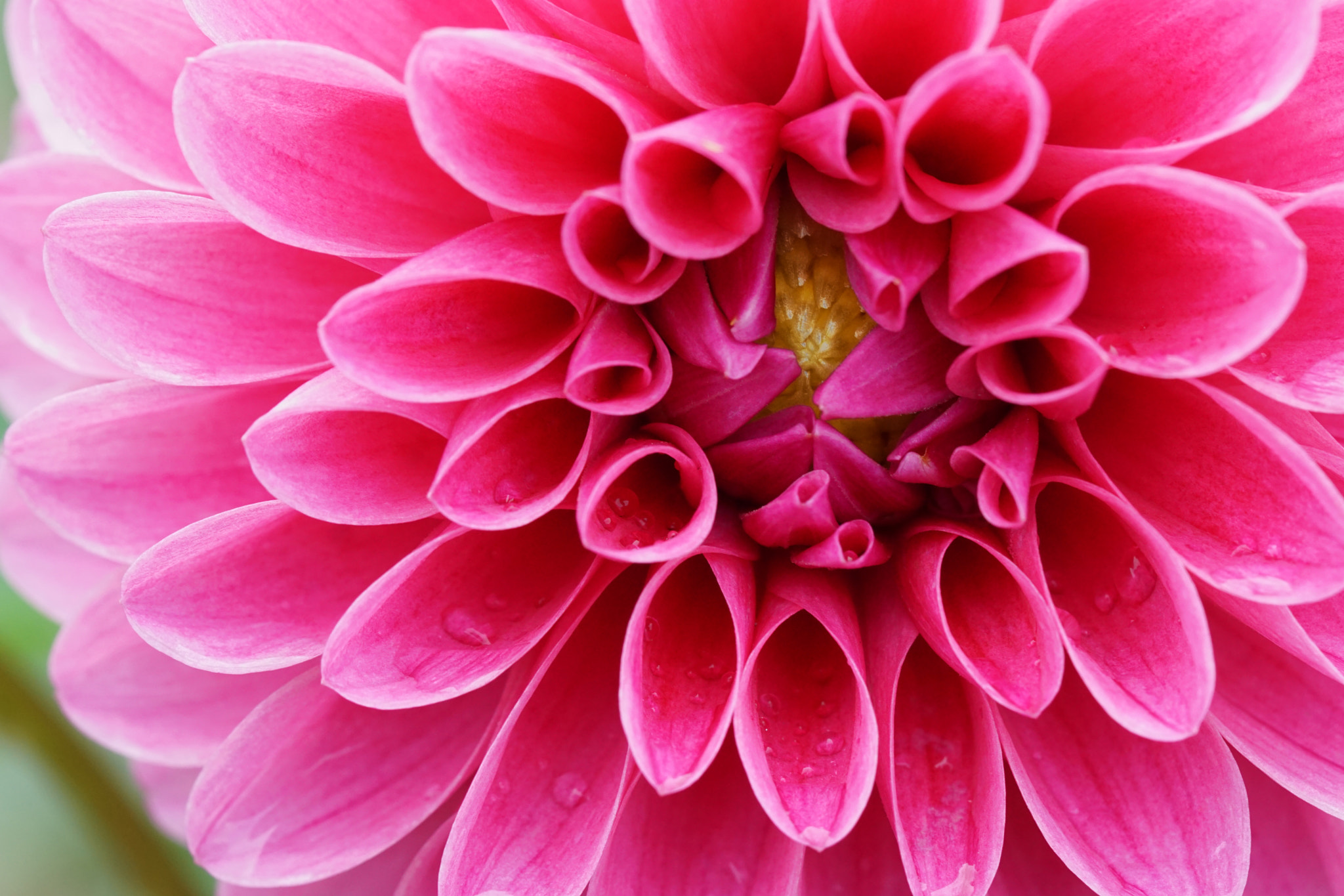 Sony a6000 + Sony FE 90mm F2.8 Macro G OSS sample photo. Dahlia photography