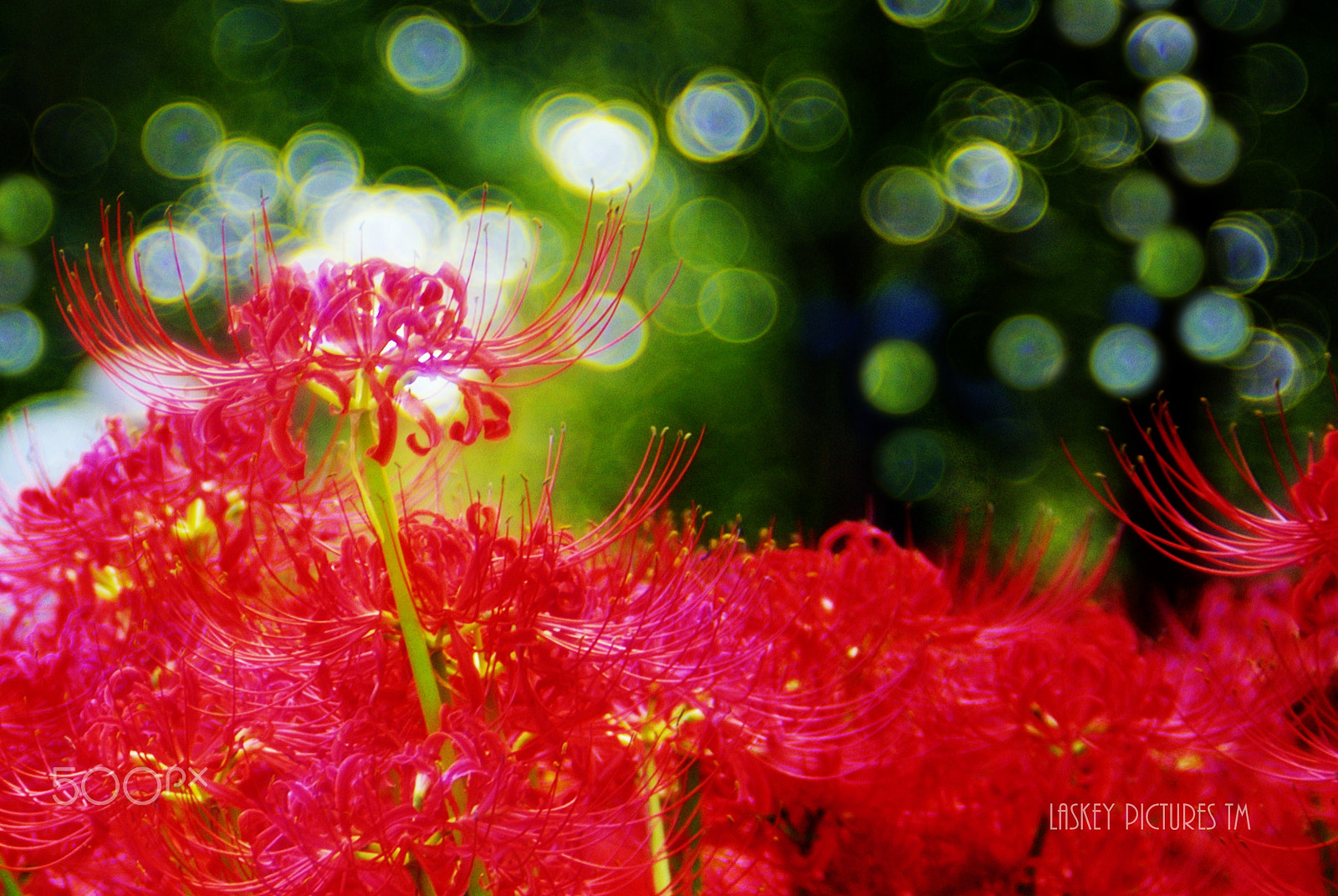 Manual Lens No CPU sample photo. Red spider lily photography