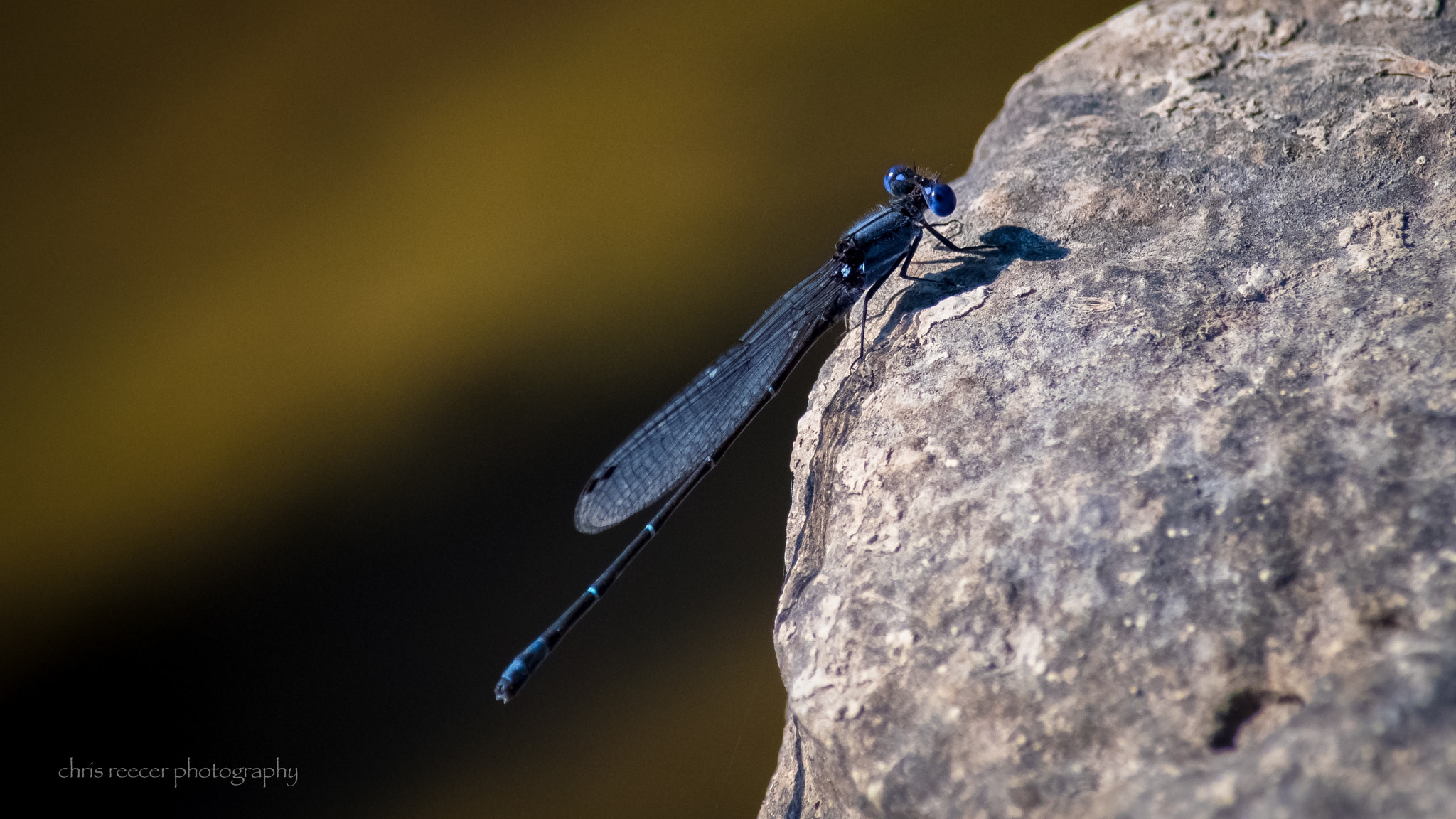 Nikon D500 sample photo. Blue dancer photography