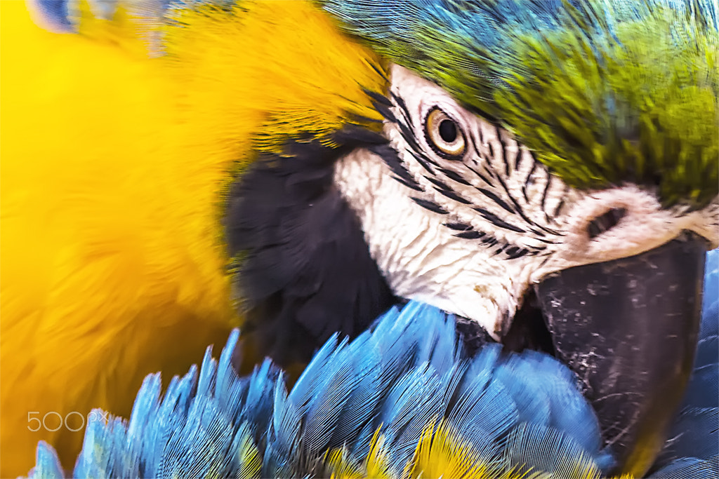 Canon EF 100mm F2.8 Macro USM sample photo. Araras amigas photography