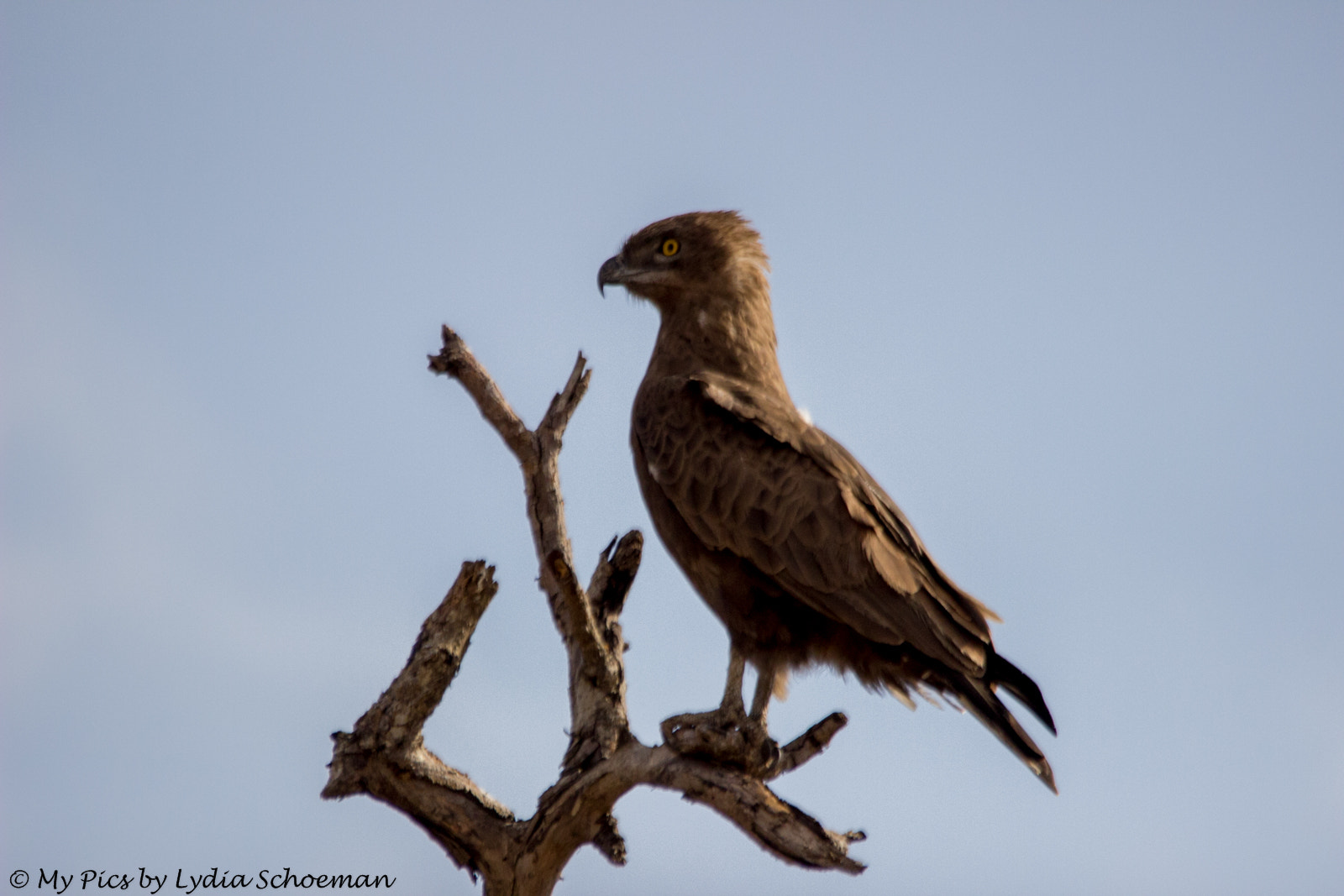 Sigma 150-500mm F5-6.3 DG OS HSM sample photo. Brown snake eagle photography