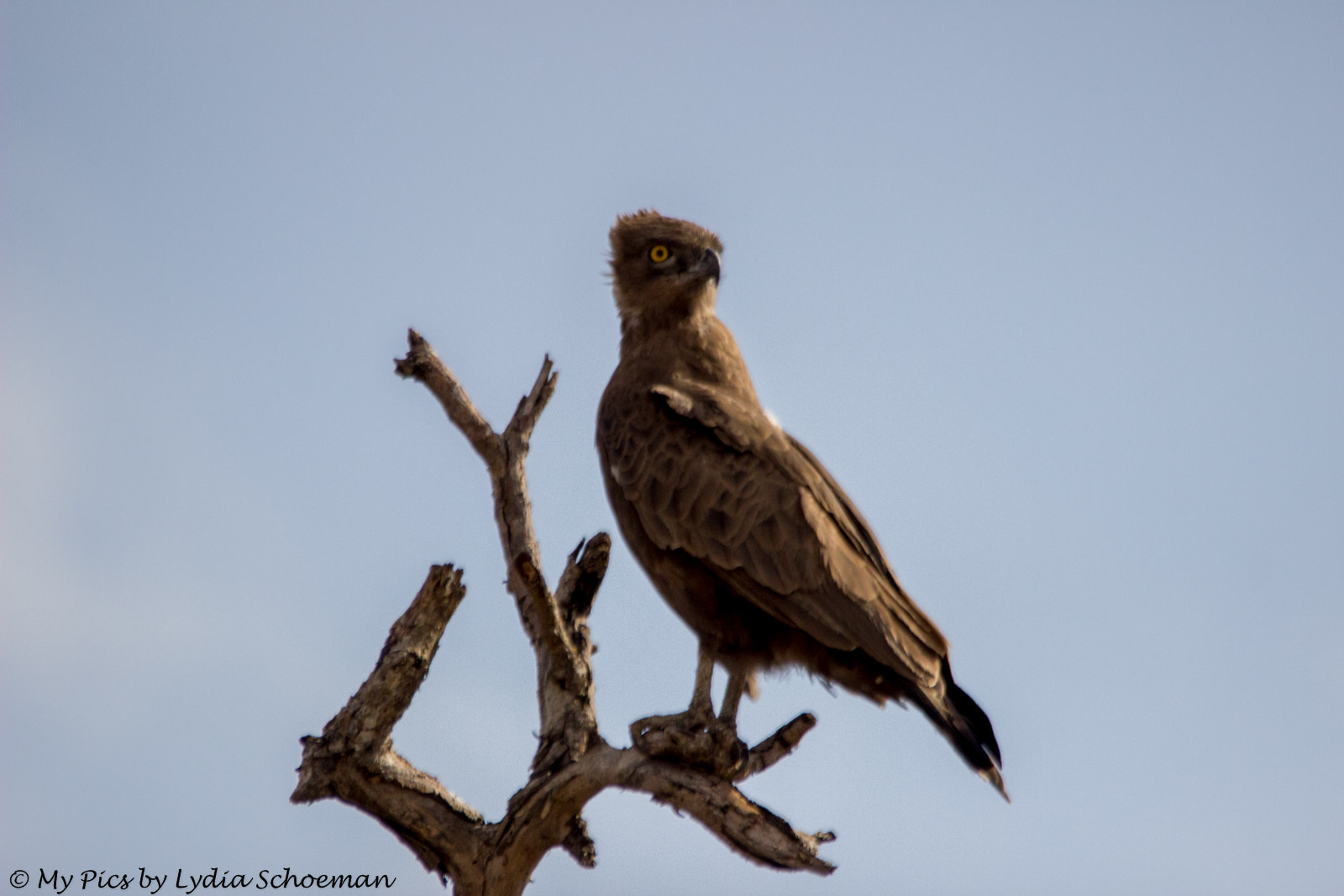 Sigma 150-500mm F5-6.3 DG OS HSM sample photo. Brown snake eagle photography
