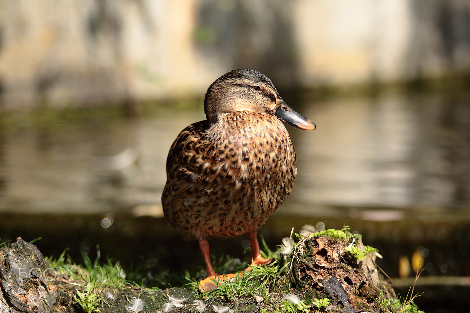 Canon EOS 50D + Sigma 70-200mm F2.8 EX DG OS HSM sample photo. Ente photography