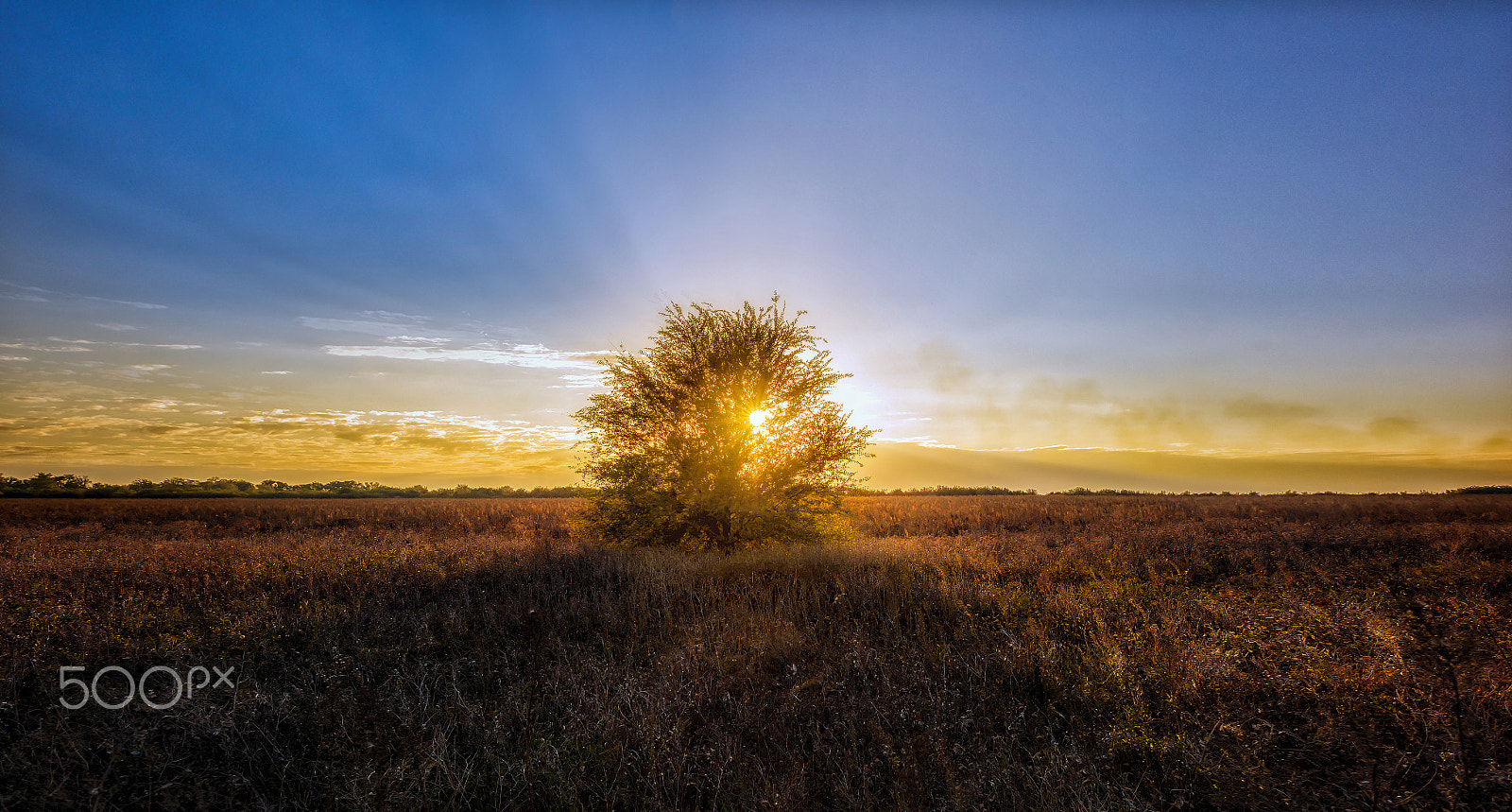 Nikon D810 + Nikon AF-S Nikkor 24mm F1.4G ED sample photo. The tree of life .. photography