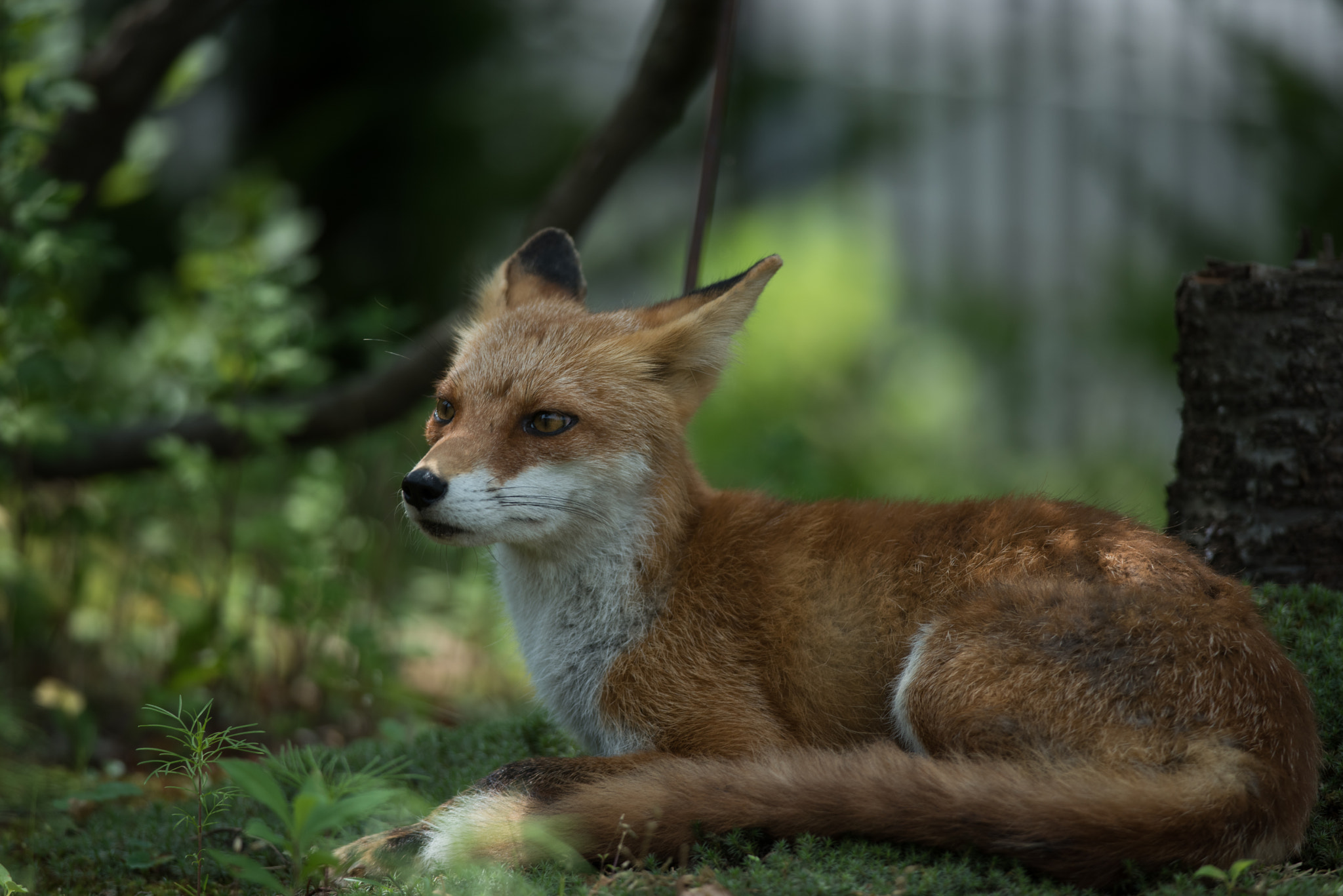 Nikon D810 + Nikon AF-S Nikkor 300mm F4D ED-IF sample photo. Fox photography