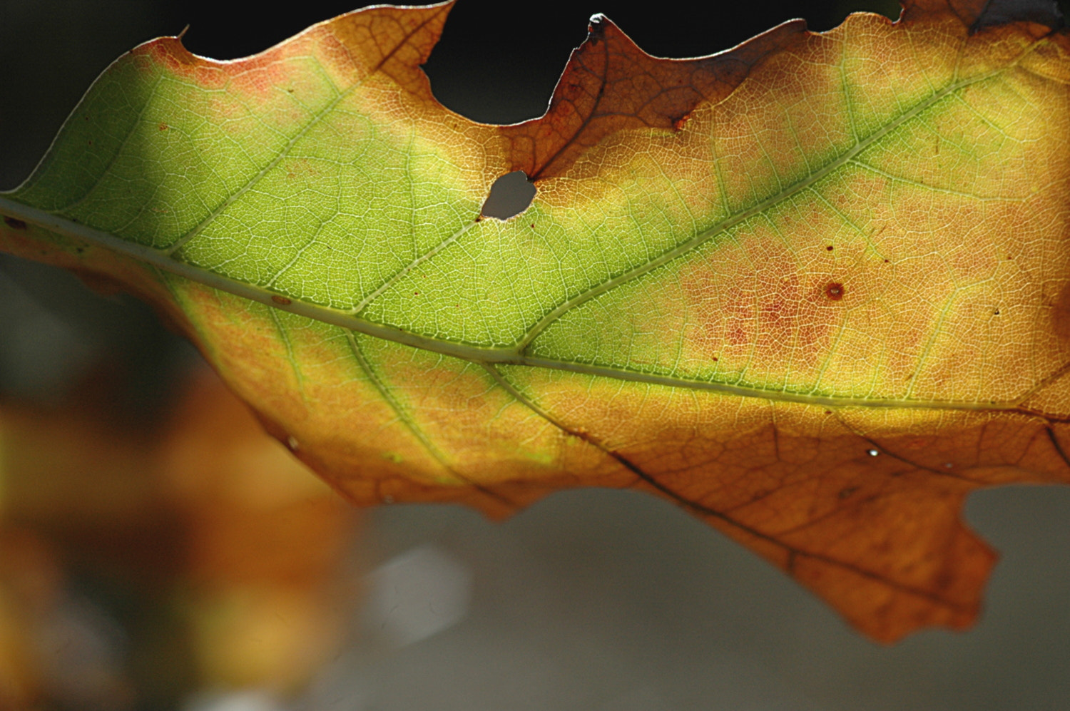 Nikon D70s + Sigma Macro 90mm F2.8 sample photo. A photography