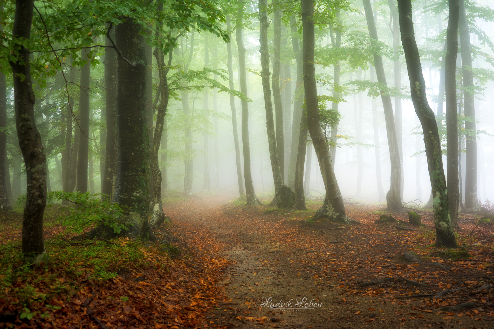 Sony a7 II sample photo. Autumn mood photography