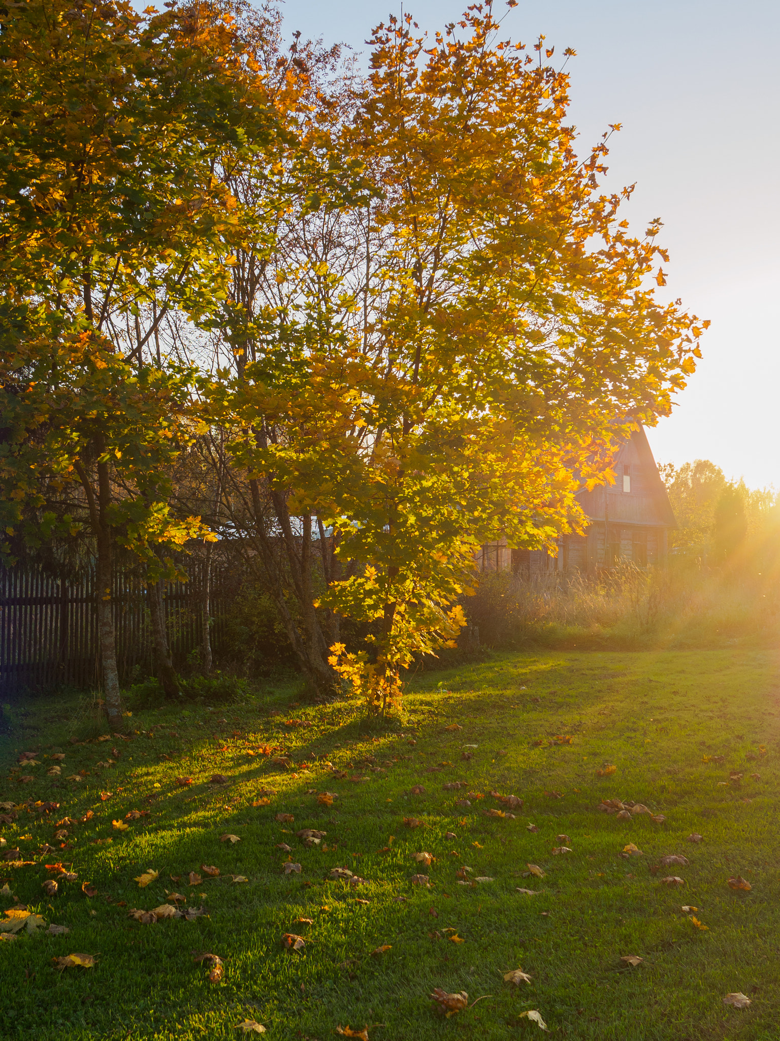 LUMIX G VARIO 14-42/F3.5-5.6 II sample photo. Sunlight photography