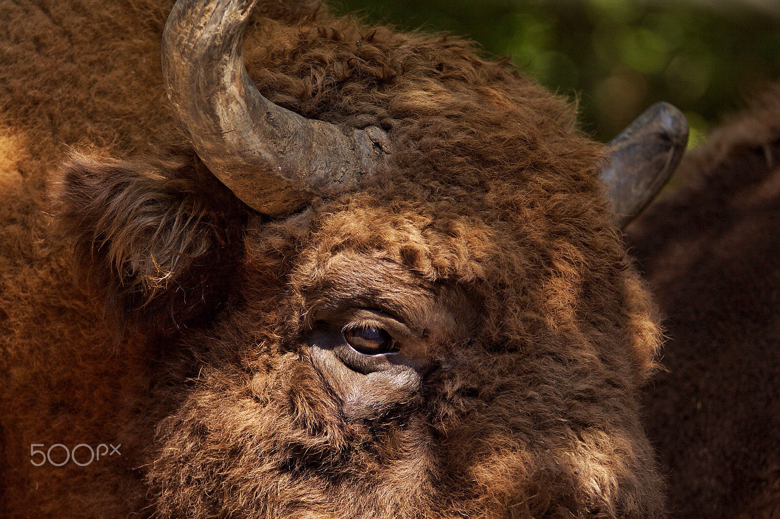Sigma 70-200mm F2.8 EX DG OS HSM sample photo. Wisent photography