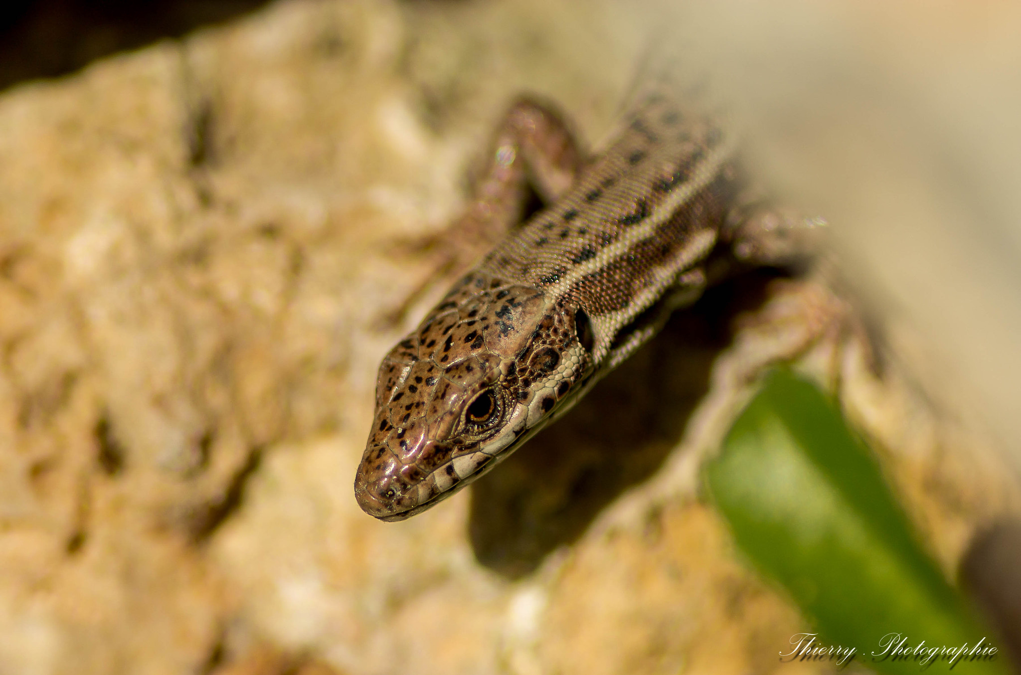 Tamron SP AF 90mm F2.8 Di Macro sample photo. 6369 photography
