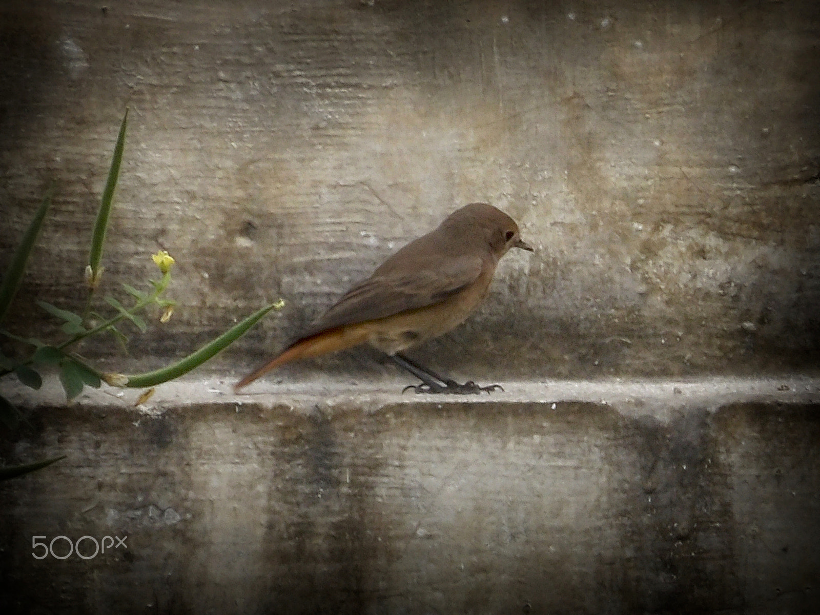Ricoh PENTAX XG-1 sample photo. Bird photography