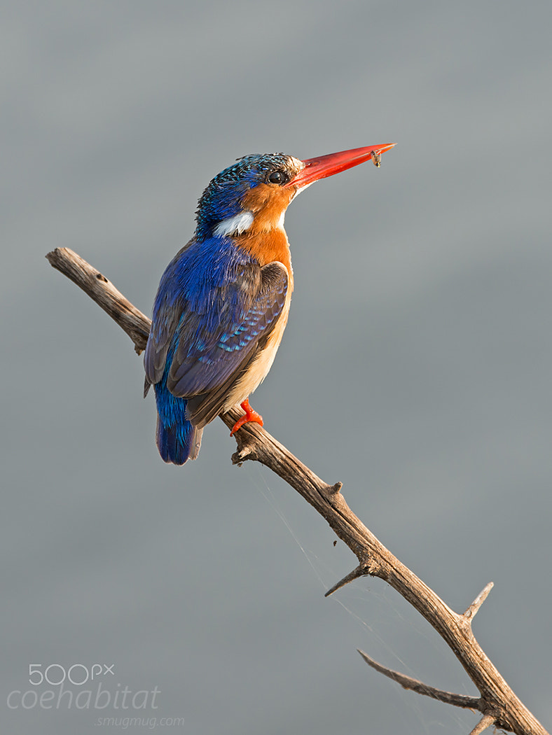 Nikon AF-S Nikkor 200-400mm F4G ED-IF VR sample photo. Malachite with fry photography