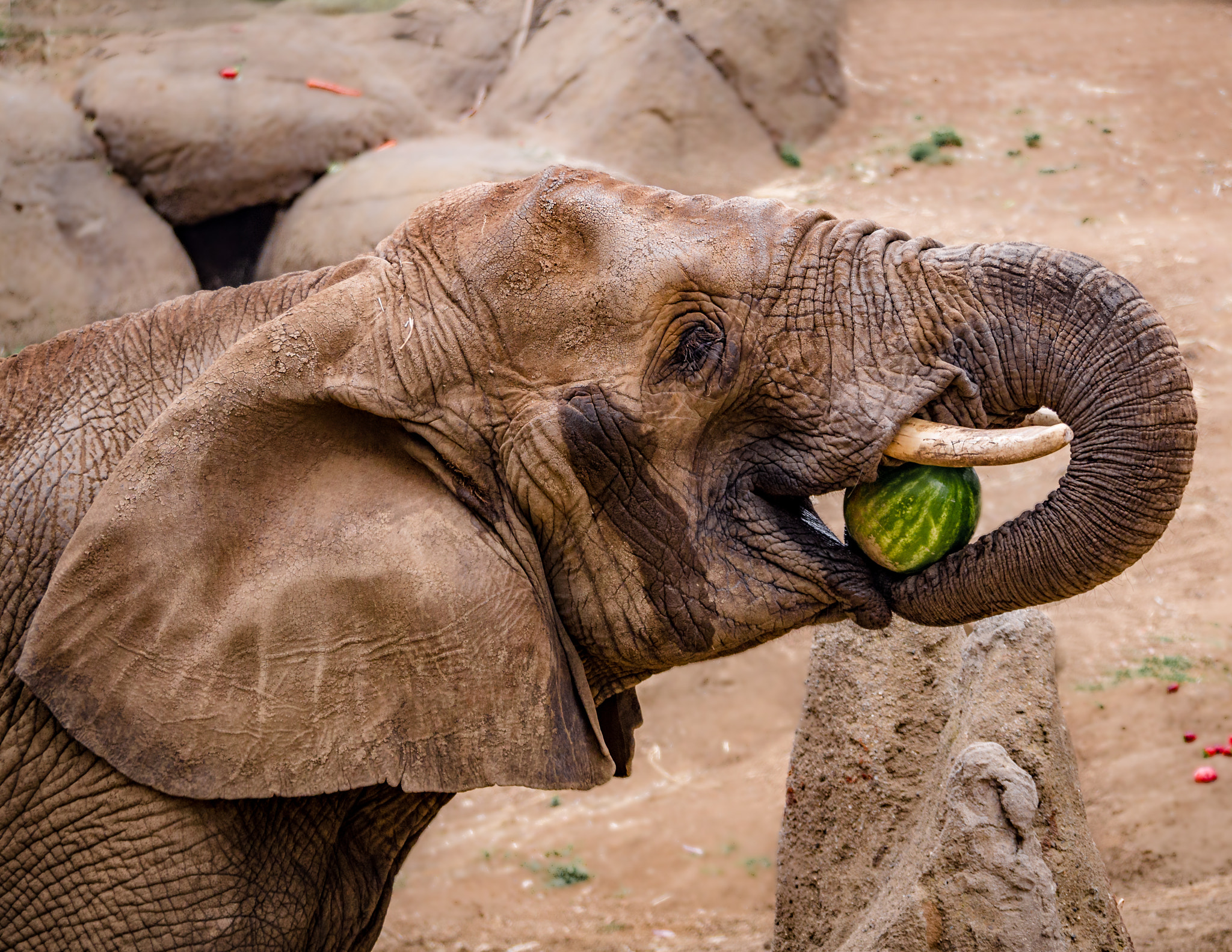 Panasonic Lumix DMC-GH3 sample photo. Elephant eating watermelon photography