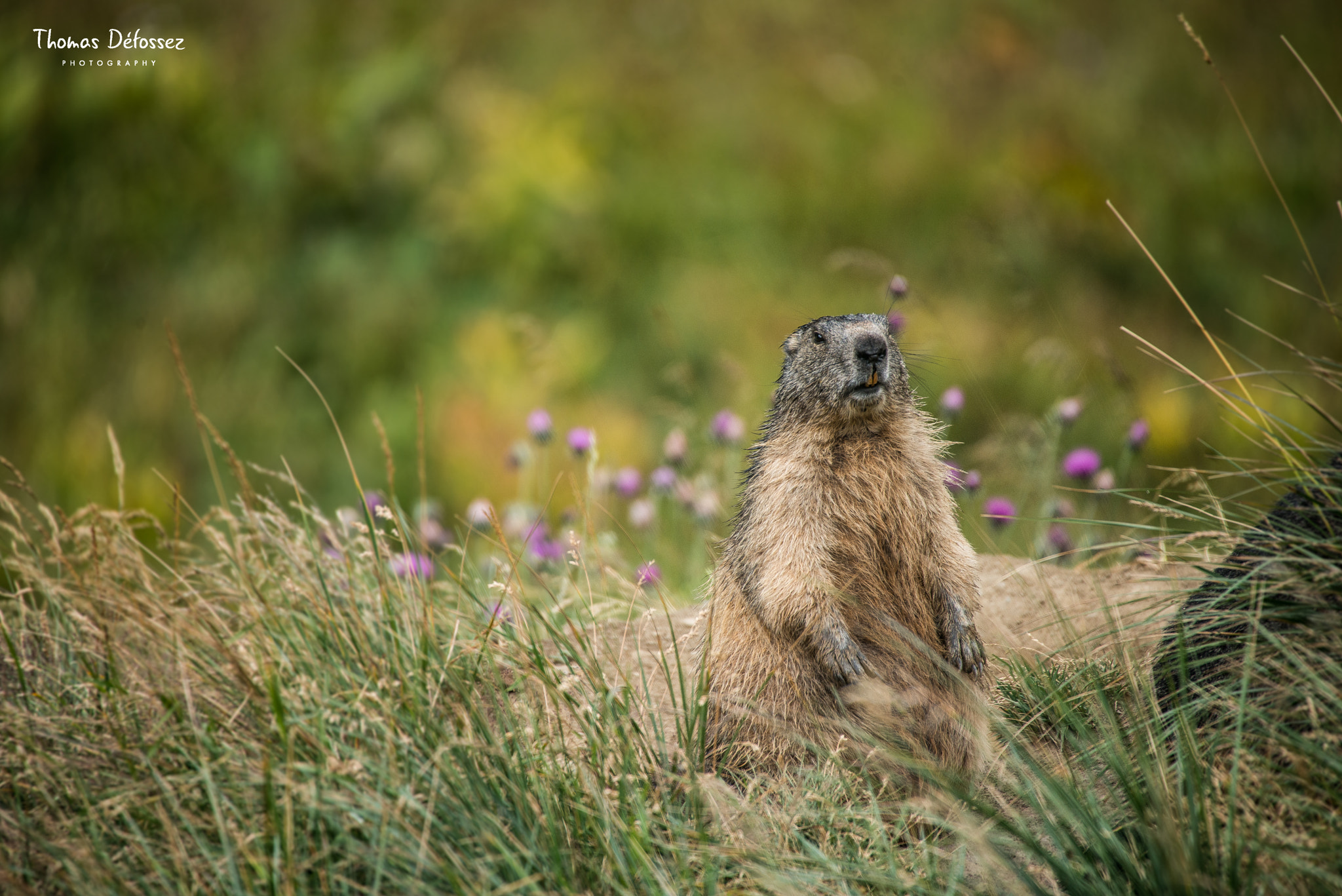 Nikon D800E + Sigma 50-500mm F4.5-6.3 DG OS HSM sample photo. Unexpected meeting n°2 photography