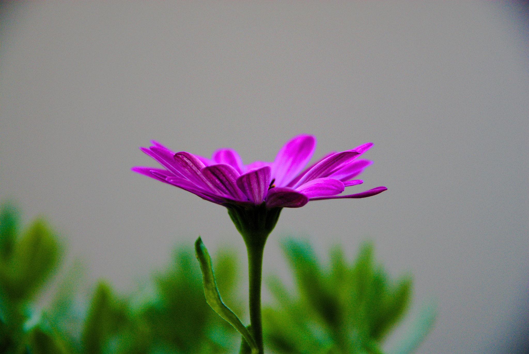 Nikon D200 sample photo. Purple flower photography