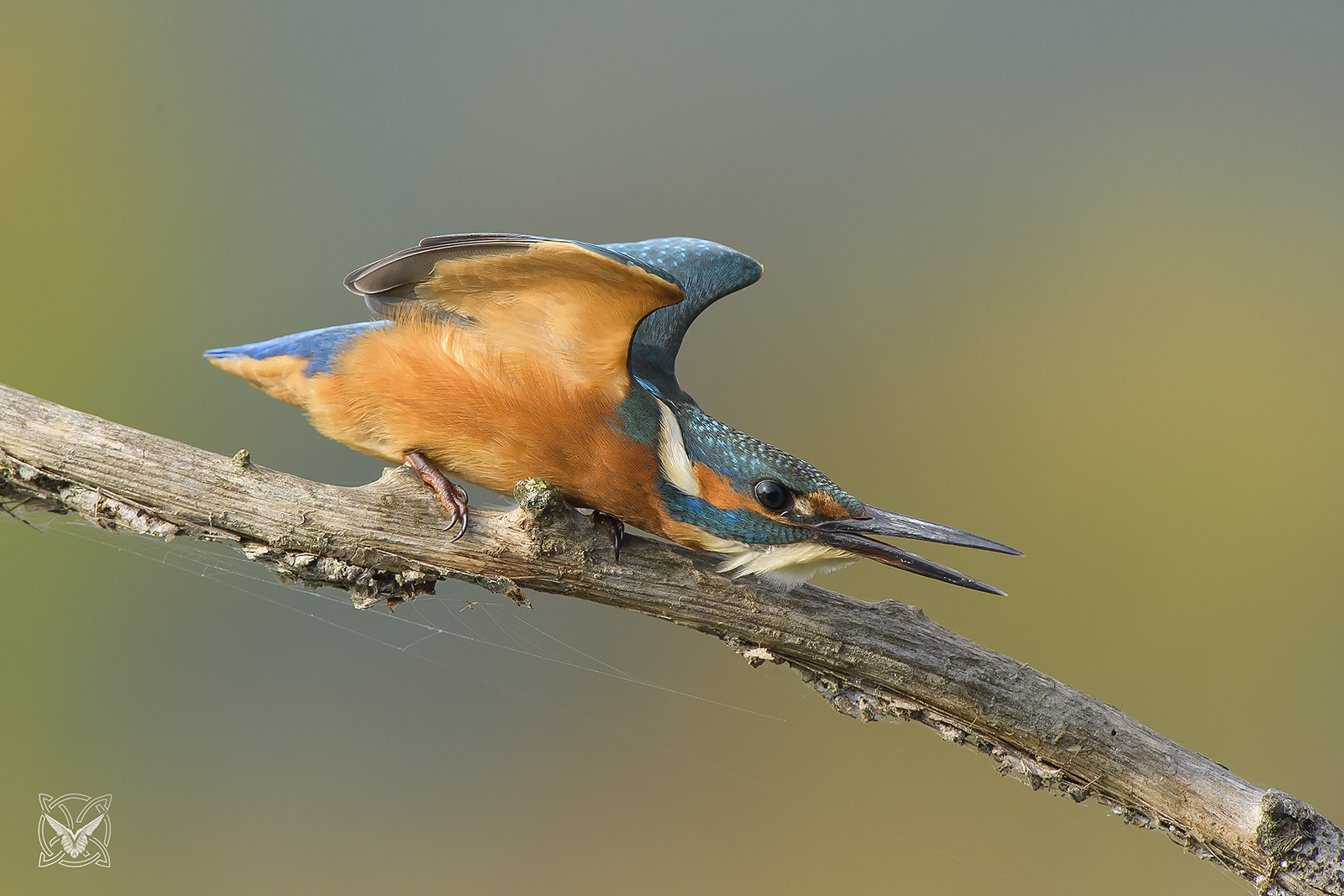 Nikon D4S sample photo. Alcedo atthis - martin pescatore - kingfisher - ♂ photography