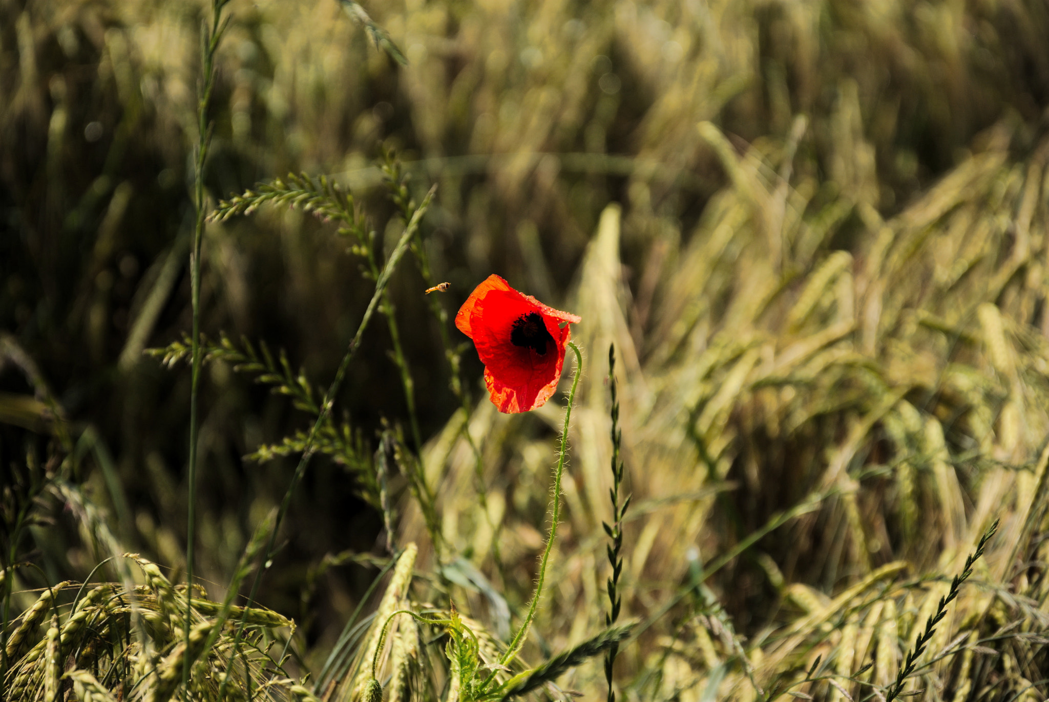 Nikon D200 sample photo. Poppy in the field photography