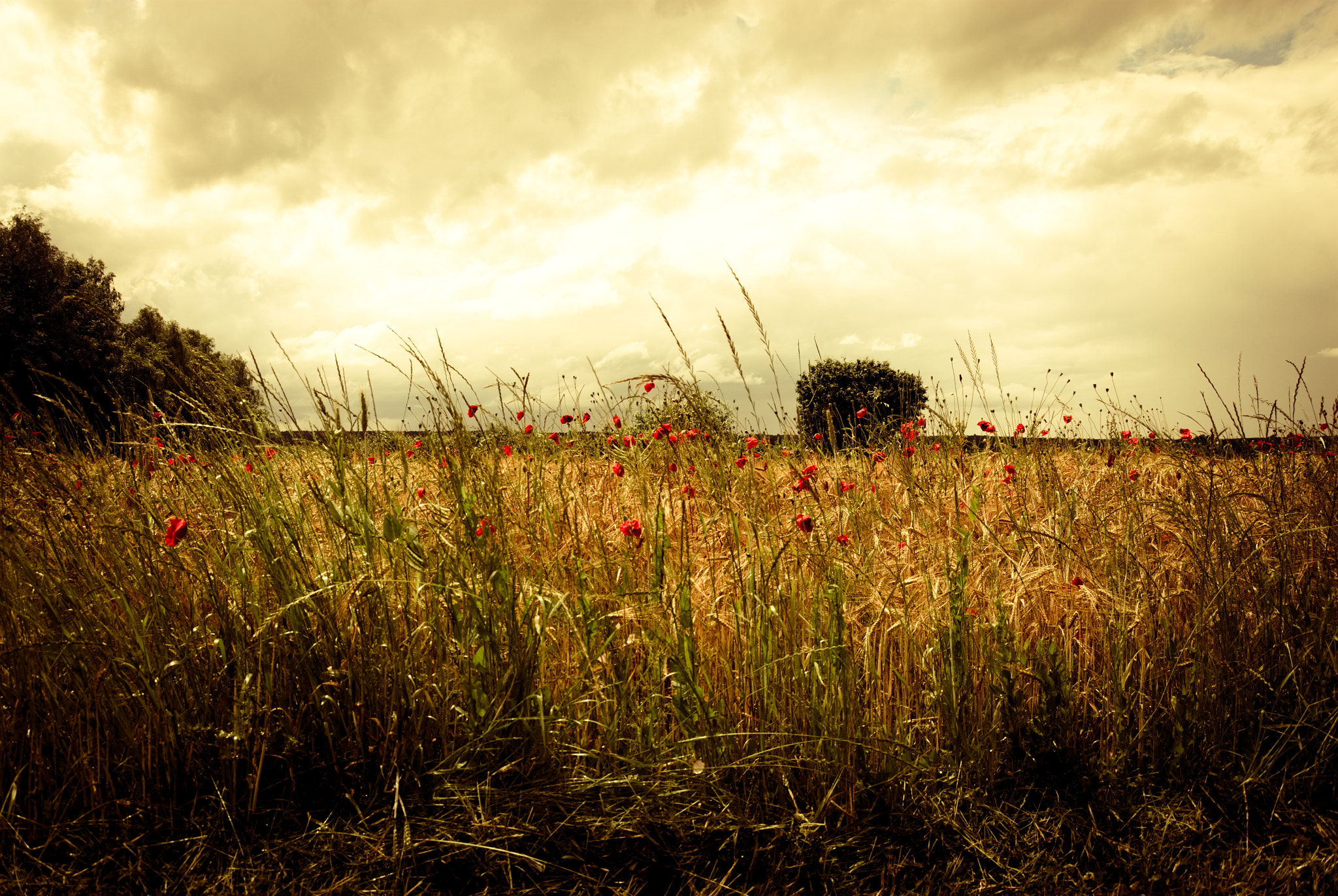 Nikon D200 sample photo. Cornfield photography