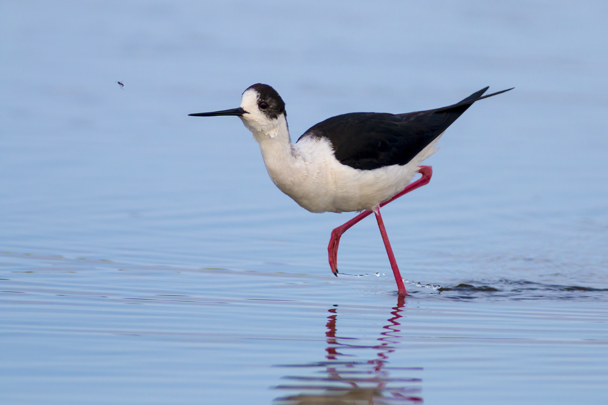 Canon EF 300mm f/2.8L + 2x sample photo. Stilt photography