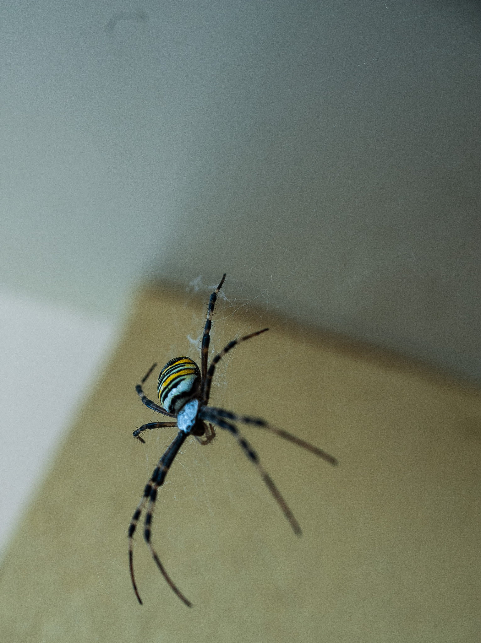 AF Zoom-Nikkor 28-85mm f/3.5-4.5 sample photo. Spider photography