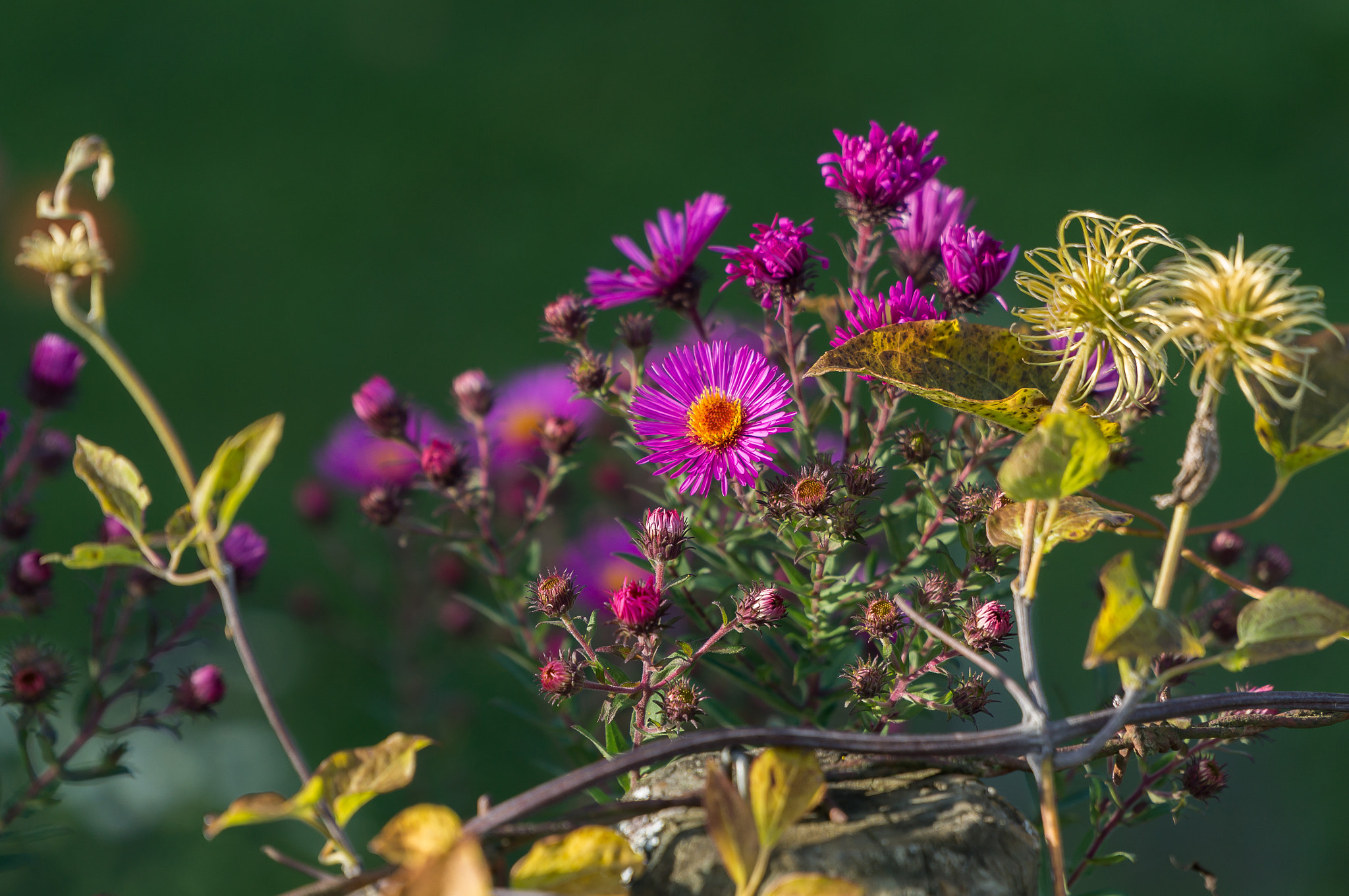 Sony Alpha NEX-6 + Sony E PZ 18-105mm F4 G OSS sample photo. Im abendlicht photography